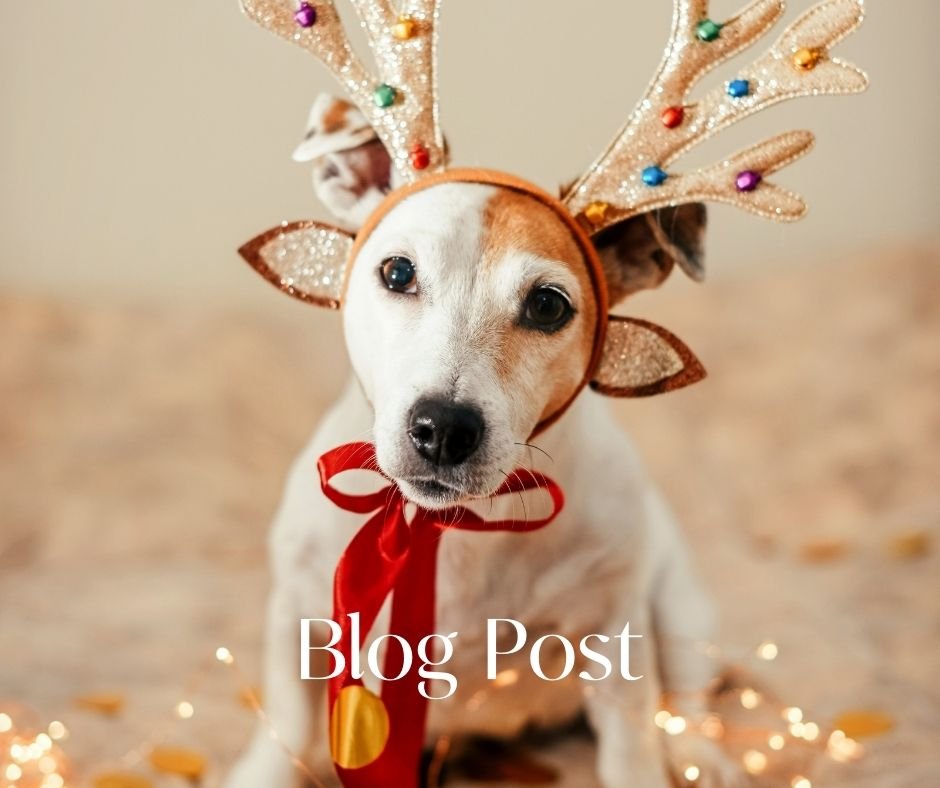 How to Make Your Dog’s Christmas Merry and Bright!