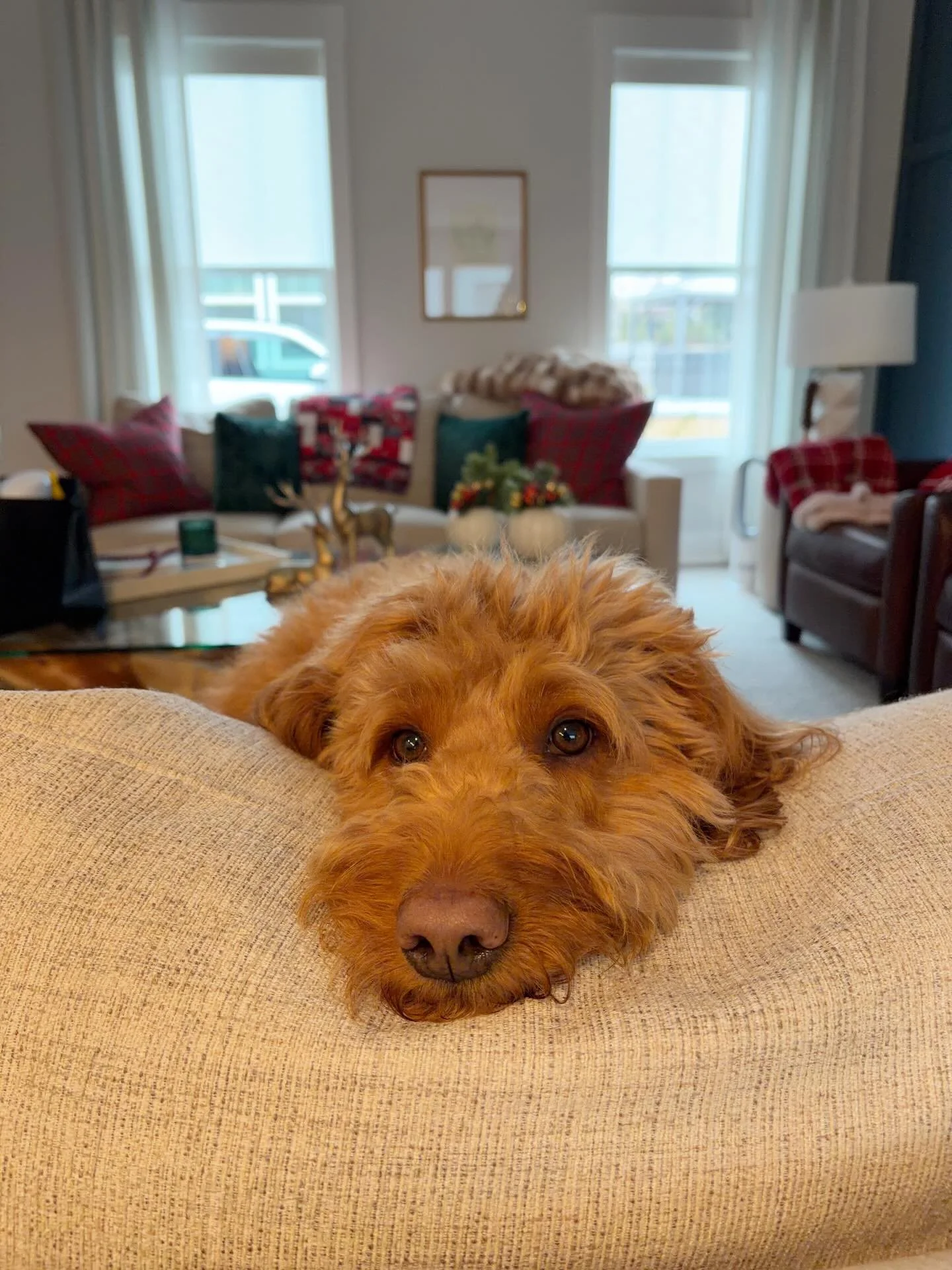 Happy Taco Tuesday! 🌮 🐾 

Taco is counting down the days to Christmas! 🎁 

#TacoTuesday 
#RealEstateDoggo
#DogMom
#DogLife
#DogsofInstagram