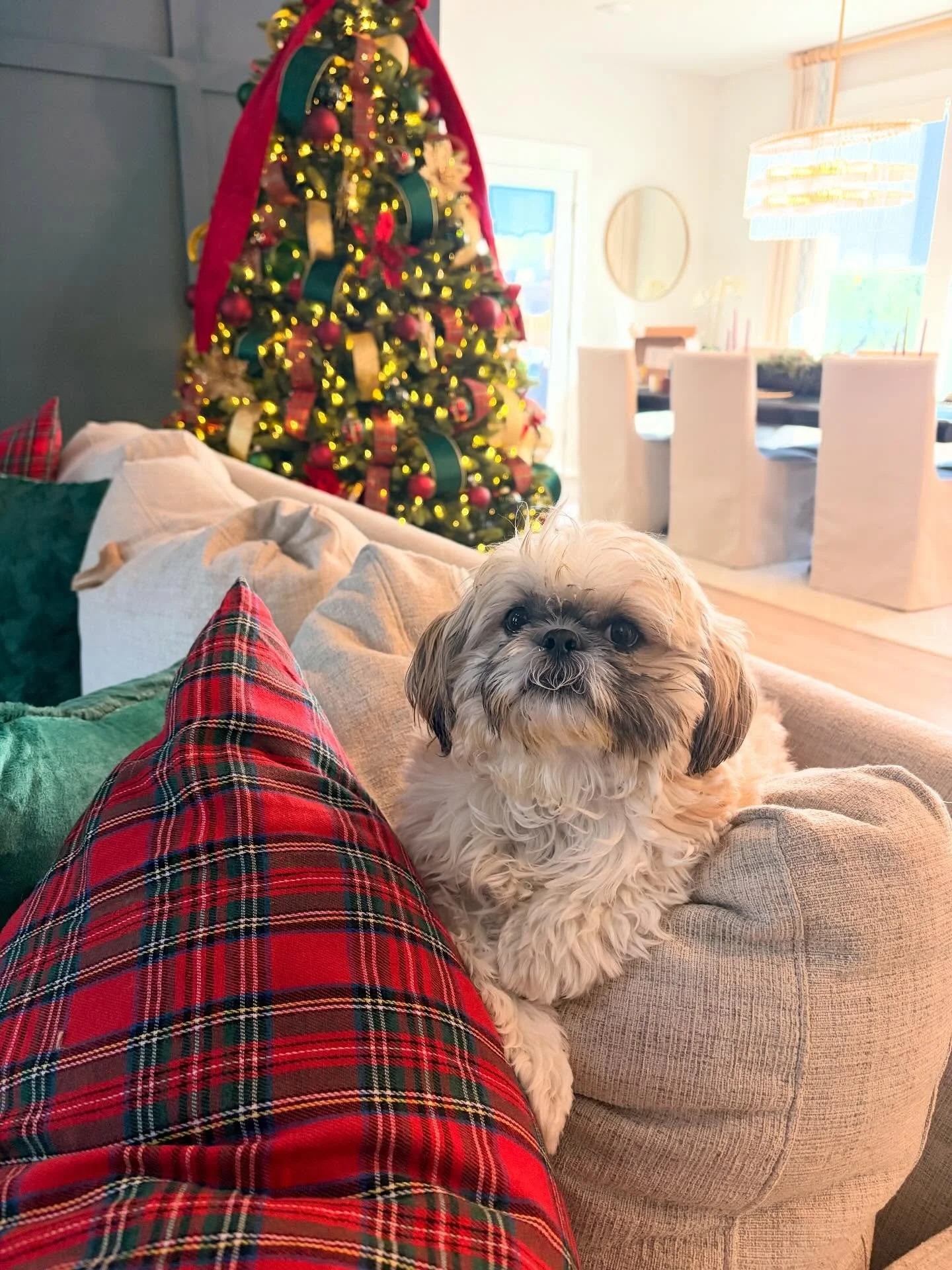 Happy Taco Tuesday! 🌮 🐾 

Happy 3rd birthday to our Baylee girl! She brings a whole lot of sass to our family that we never knew we were missing! 

#TacoTuesday
#SoldonStephanie⁠&nbsp;
#YouDeservetheBestinRealEstate⁠&nbsp;
#CBCaine⁠&nbsp;
#Greenvil