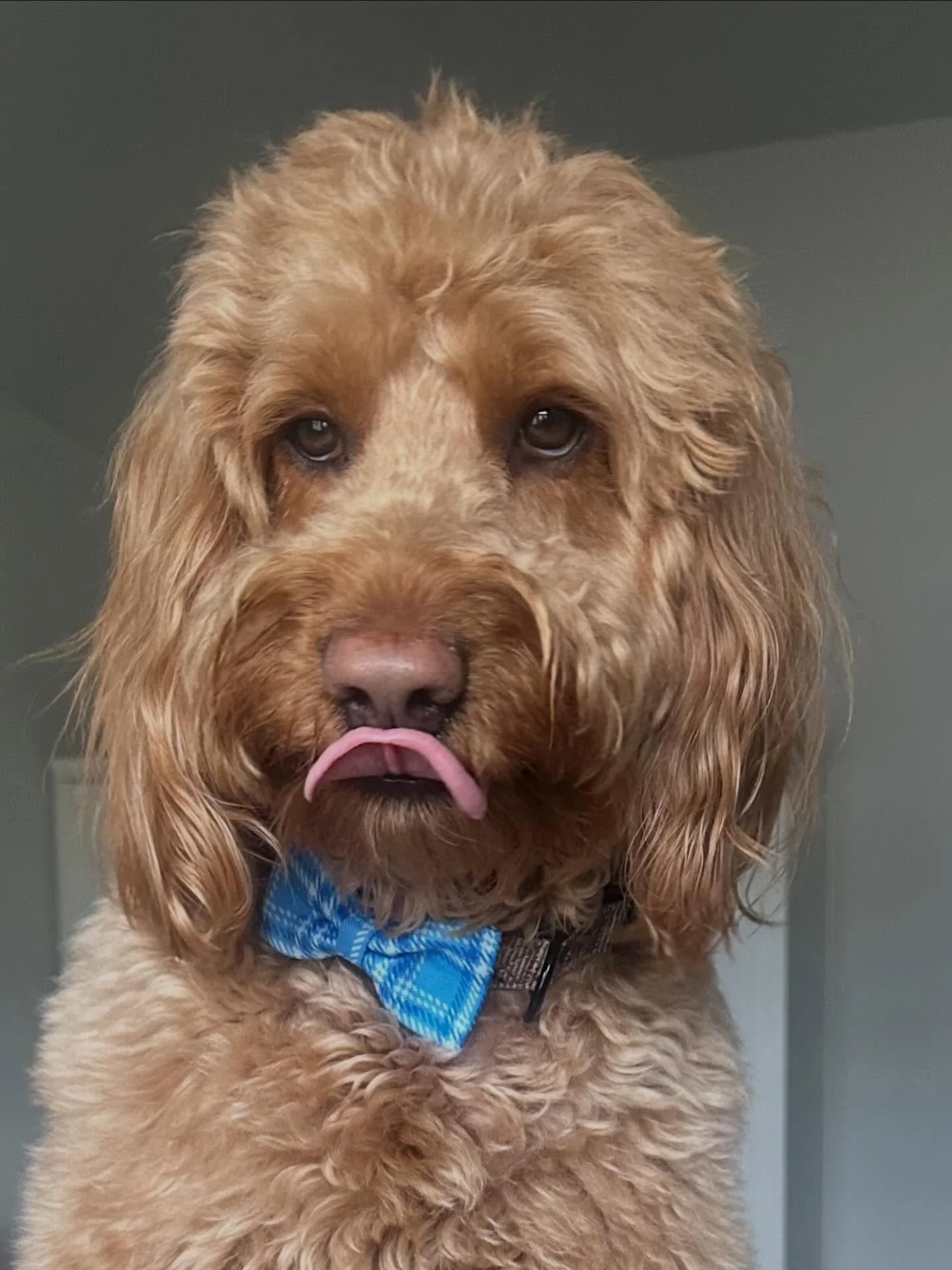 Happy Taco Tuesday! 🌮 🐾 

Taco is ready to ring in new year! 🎆 Have you set your New Year&rsquo;s goals yet? 

#TacoTuesday
#SoldonStephanie⁠&nbsp;
#YouDeservetheBestinRealEstate⁠&nbsp;
#CBCaine⁠&nbsp;
#GreenvilleSCRealtor⁠&nbsp;
#ILoveWhatIDo⁠&nb