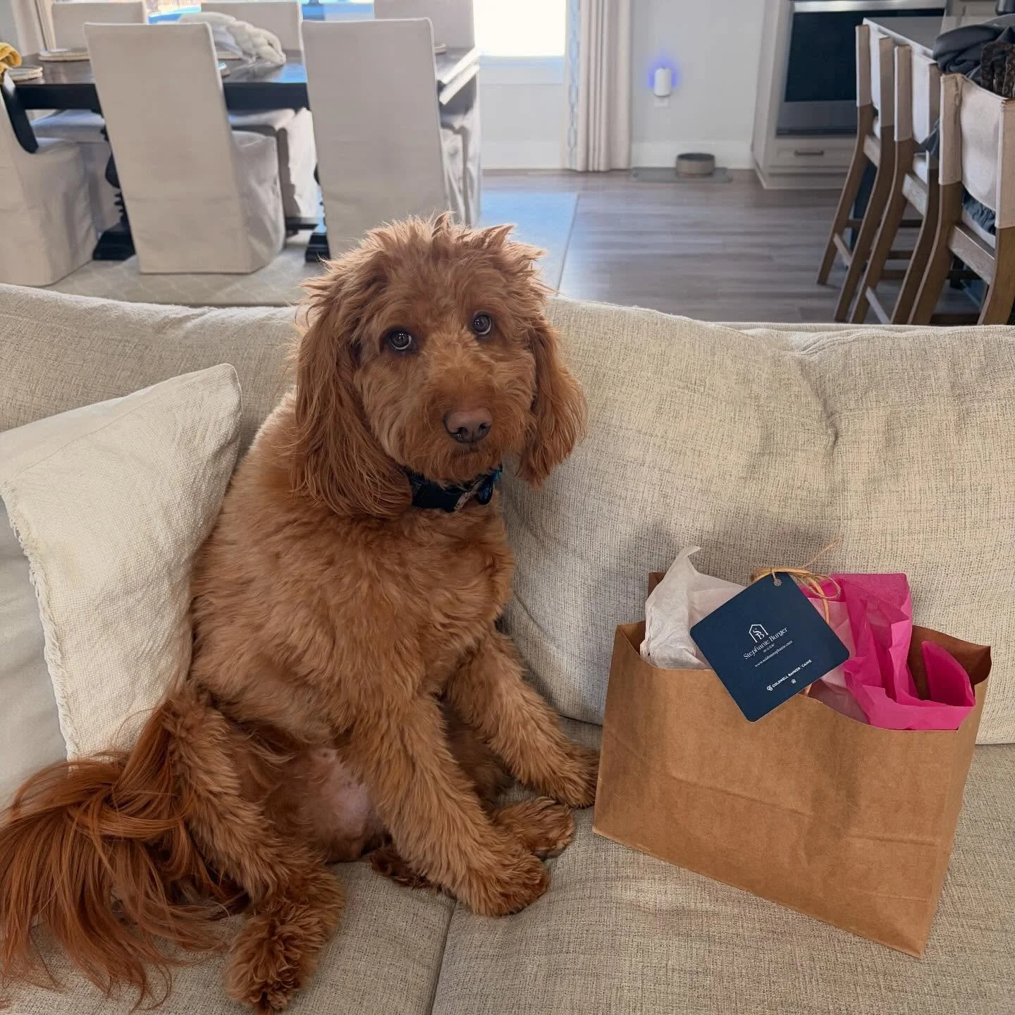 Happy Taco Tuesday! 🌮 🐾 

Taco loves helping pack pop-by gifts! ☺️

#TacoTuesday #RealEstateDoggo #DogMom #DogLife #DogsofInstagram #GivingBack
#GreenvilleHumaneSociety