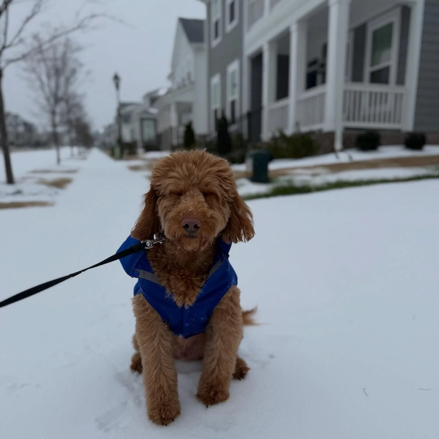 Happy Taco Tuesday! 🌮 🐾 

Taco LOVED the snow! ❄️ 
That makes one of us! 

#TacoTuesday #RealEstateDoggo #DogMom #DogLife #DogsofInstagram #GivingBack
#GreenvilleHumaneSociety