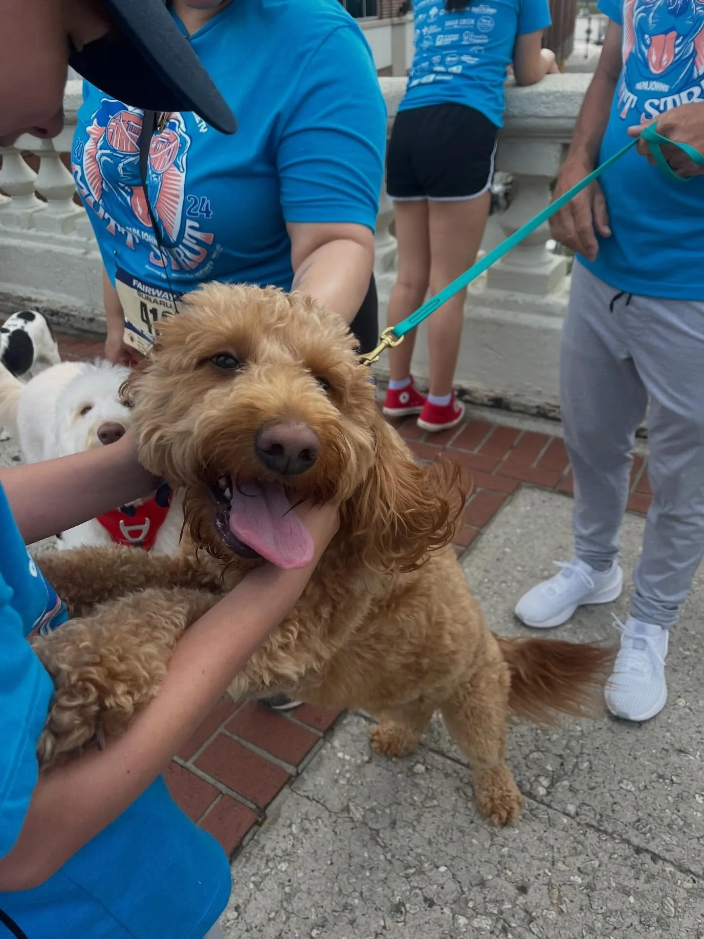 Happy Taco Tuesday! 🌮🐾

We&rsquo;ve started building our team for the Mutt Strut! 

Join us in Downtown Greenville on Saturday, April 25th at 8:30 AM as we walk once again as the Taco Trotters!

The Greenville Humane Society hosts this annual walk/