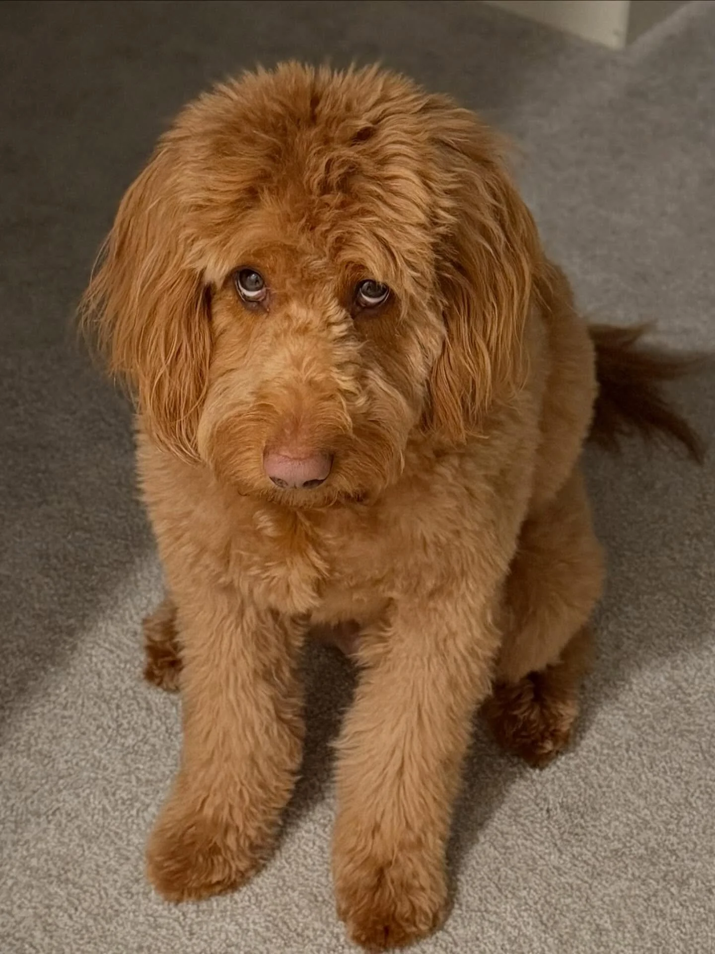 Happy Taco Tuesday! 🌮 🐾 

Taco is giving Eeyore energy today.. 
&ldquo;I&rsquo;d smile more, but I&rsquo;m saving my energy for sighing.&rdquo; 

#TacoTuesday #RealEstateDoggo #DogMom #DogLife #dogsofinstagram