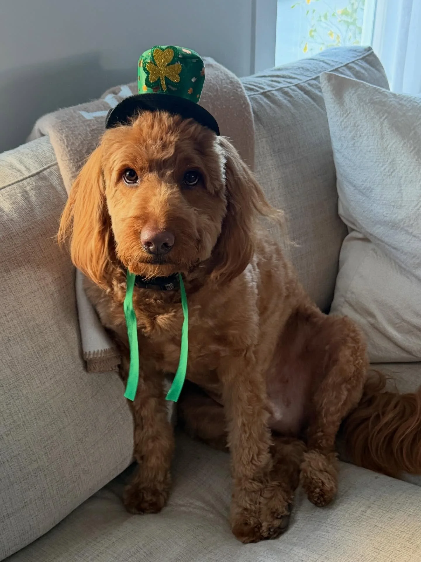 Happy Taco Tuesday and St. Patty&rsquo;s Day! 
☘️ 🌮 🐾 

Taco is thrilled to celebrate 😂

#TacoTuesday #RealEstateDoggo #DogMom #DogLife #DogsofInstagram
GoldenDoodle
