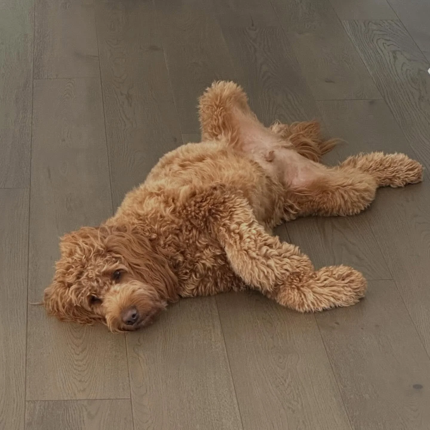 Happy Taco Tuesday! 🌮 🐾 

Somebody loves a rainy day..🌧️ 

#TacoTuesday #SoldonStephanie⁠ #YouDeservetheBestinRealEstate⁠ #CBCaine⁠ #GreenvilleSCRealtor⁠ ILoveWhatIDo⁠ www.SoldonStephanie.com⁠ 400+ 5-Star Reviews 🔗in BIO