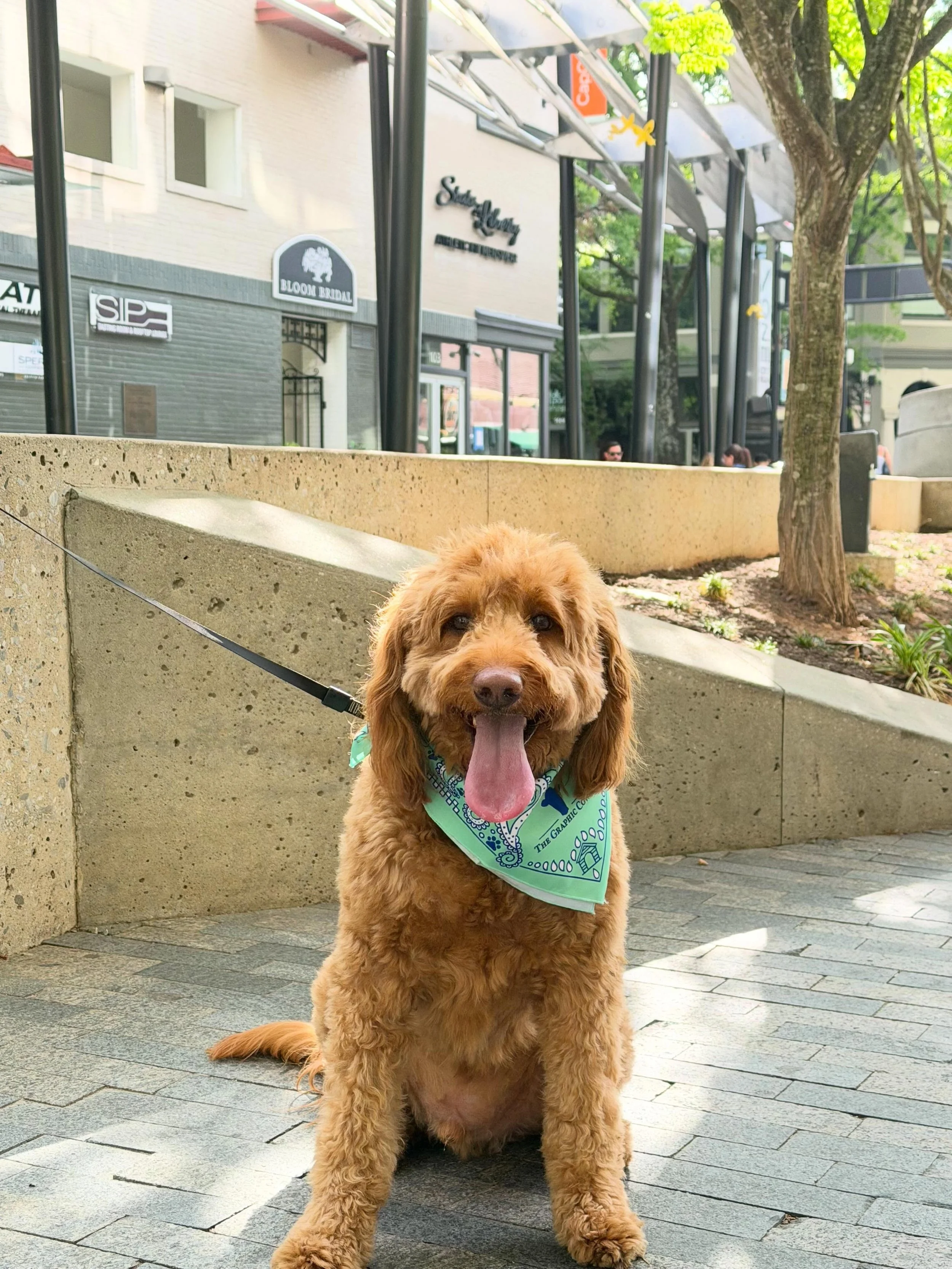 Happy Taco Tuesday! 🌮 🐾 

Taco loves a good walk through downtown Greenville! The happiest social butterfly dog there&rsquo;s ever been! 🥰

#TacoTuesday #doodlesofinstagram  #downtowndoodle  #greenvillesc  #GreenvilleSCRealtor⁠ ILoveWhatIDo⁠ www.S