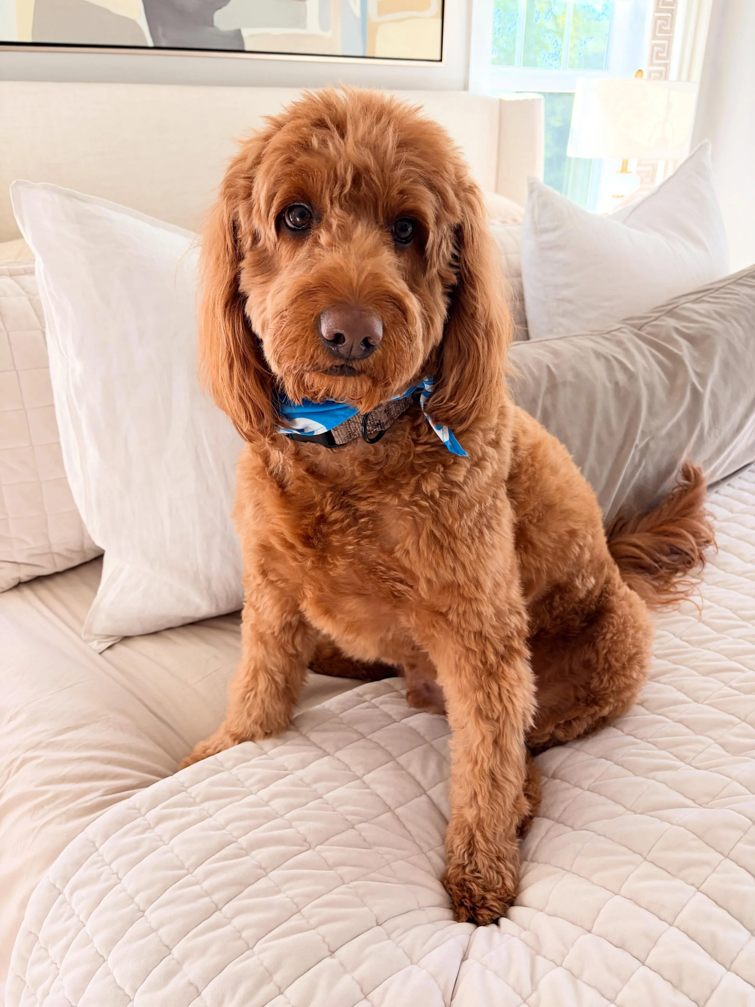 Happy Taco Tuesday! 🌮 🐾 

The only one in the house allowed to mess up our freshly-made bed! 🥰

#TacoTuesday #SoldonStephanie⁠ #YouDeservetheBestinRealEstate⁠ #CBCaine⁠ #GreenvilleSCRealtor⁠ ILoveWhatIDo⁠ www.SoldonStephanie.com⁠ 400+ 5-Star Revie