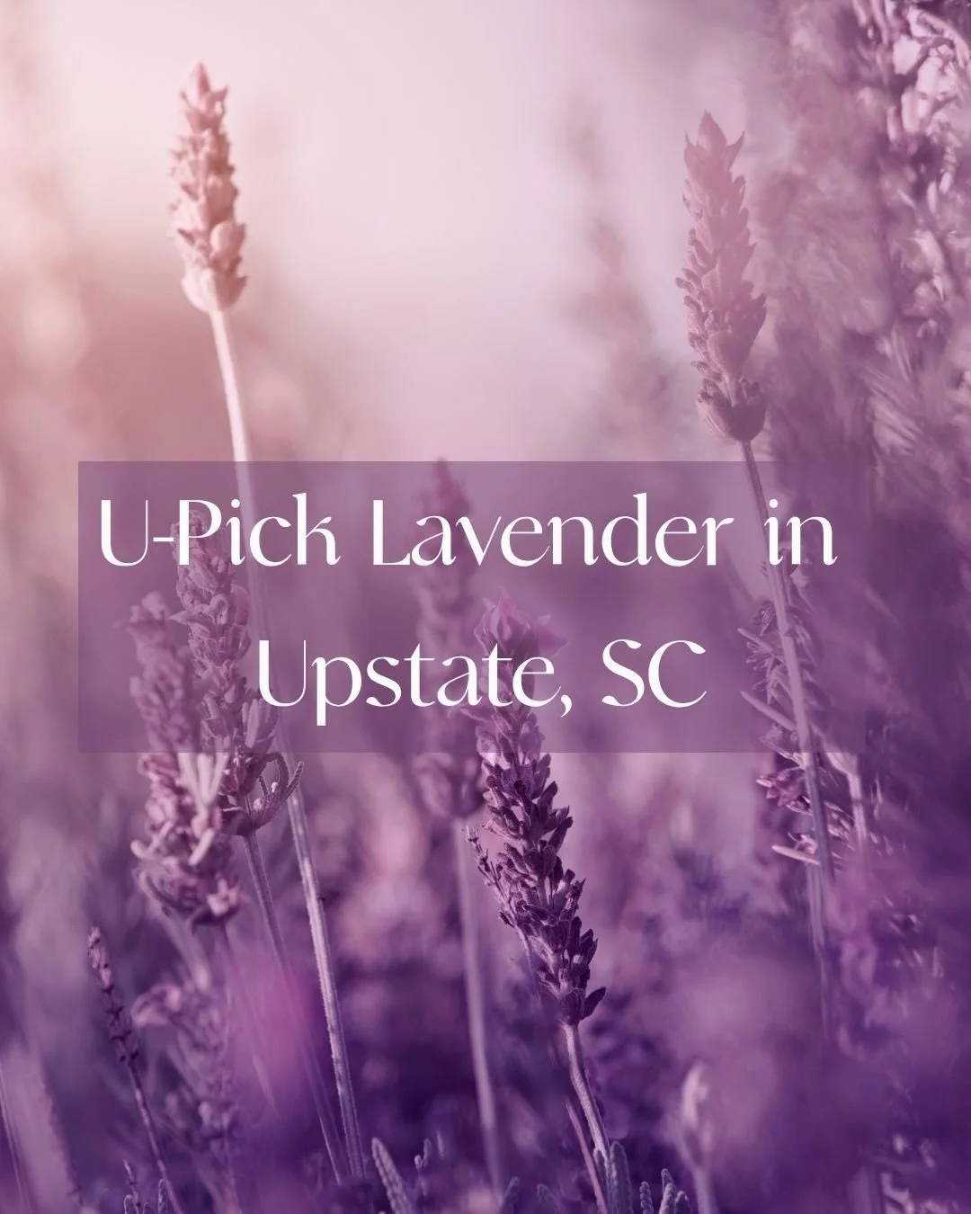 One of the best parts about living in or near Greenville? There&rsquo;s always something new to explore! 

 About 30 minutes outside the city you can check out Twin Creeks Lavender Farm!  Opening this week, it&rsquo;s the perfect little summer day tr