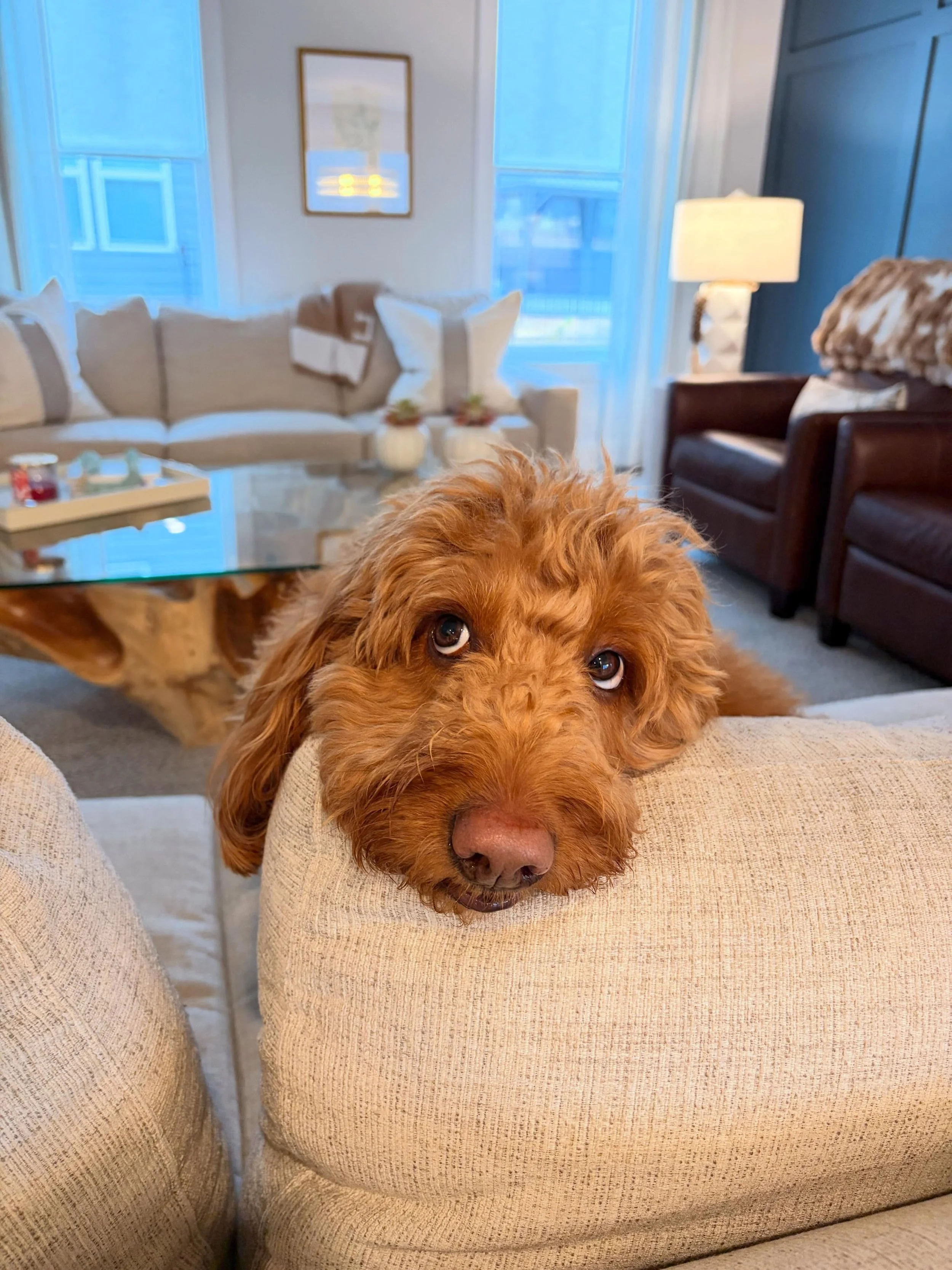 Happy Taco Tuesday! 🌮 🐾 

Taco said, &ldquo;I know you have to work today but&hellip; what if you just didn&rsquo;t?&rdquo;

#TacoTuesday #SoldonStephanie⁠ #YouDeservetheBestinRealEstate⁠ #CBCaine⁠ www.SoldonStephanie.com⁠ 400+ 5-Star Reviews 🔗in 