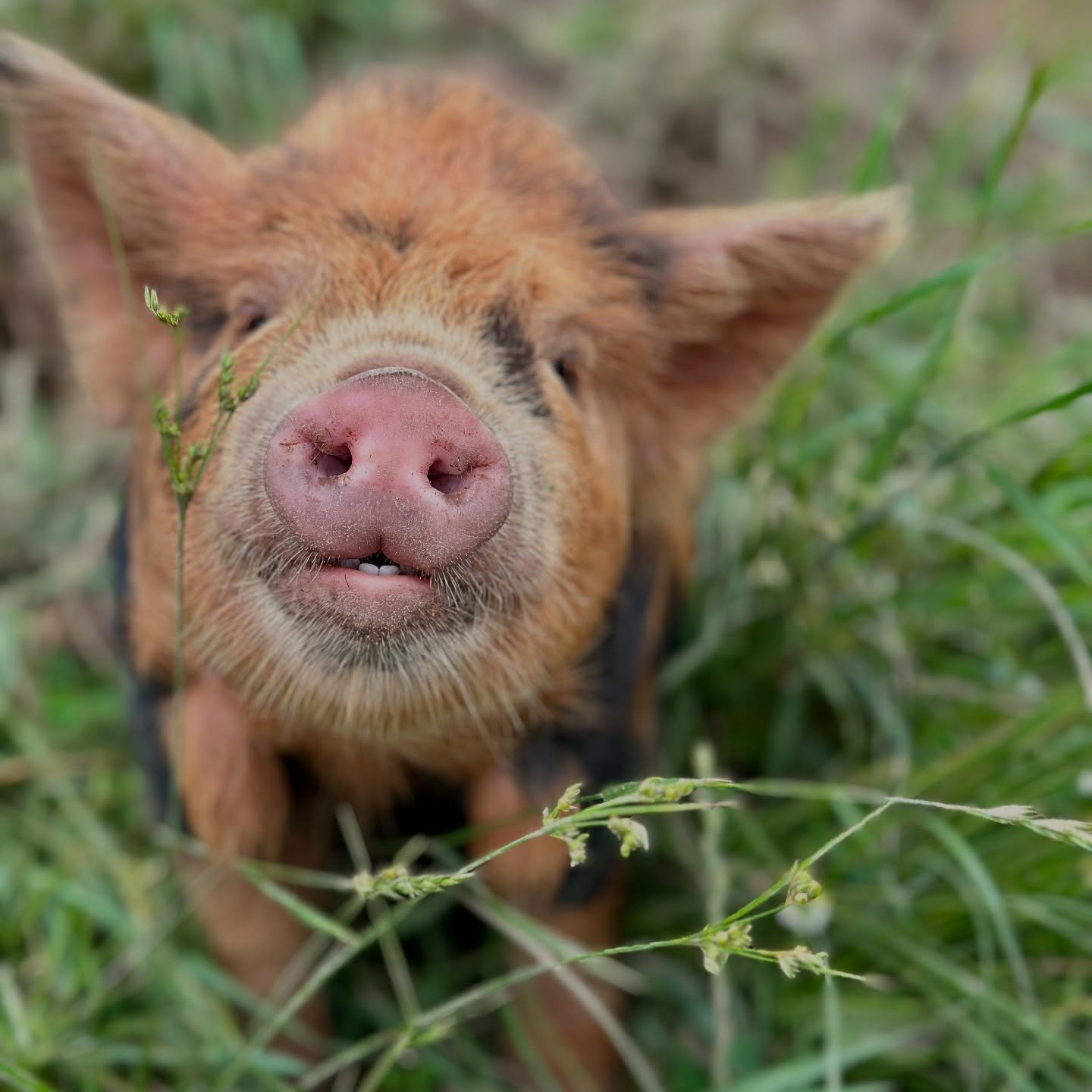 Waffles says TGIF and wants to know what do you all have planned for the weekend? #wafflesthepig #waffles #kunekune #piglet #kunekunepigs #kunekunesofinstagram