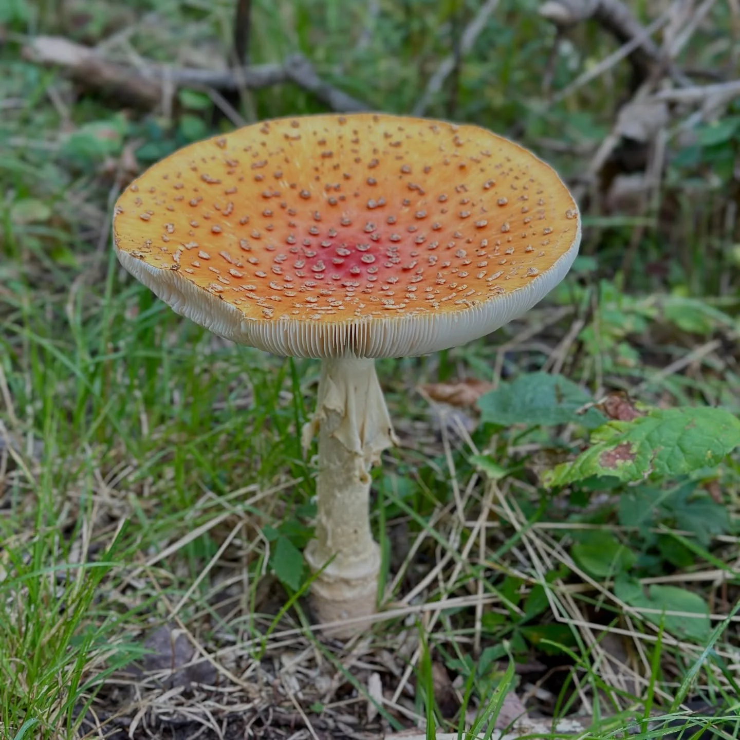 It&rsquo;s my favorite time of year in our woods! Which mushroom is your favorite? #nature #naturephotography #mushroomphotography #mycology #northernwisconsin #upnorth #wisconsinlife