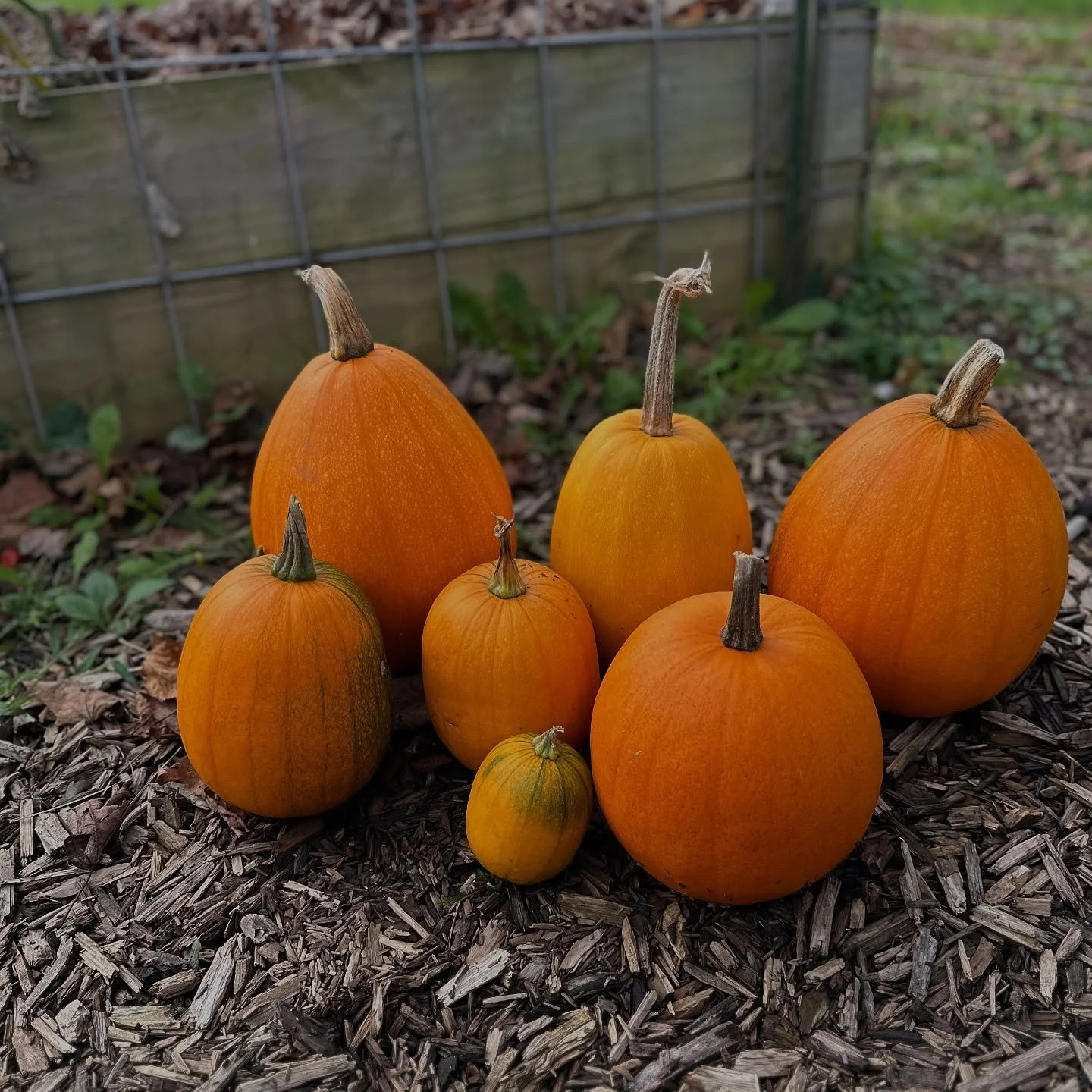 It&rsquo;s my favorite time of year! Can you spot the surprise guest in pic 4?

#farmlife #autumnonthefarm #wisconsin #mothernature