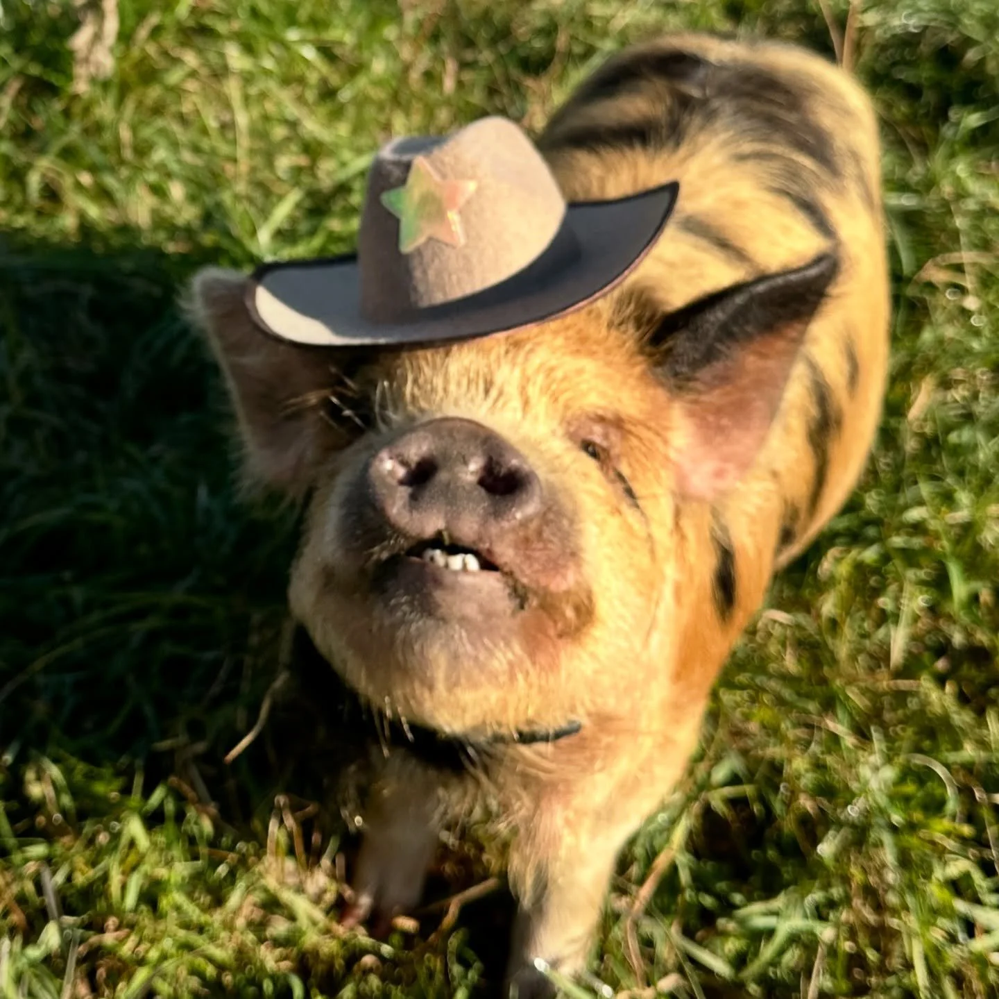 Trick or treat! Just kidding, it&rsquo;s only treats over here 😂

#kunekune #piglets #babyanimals #fyp #cuteanimals #halloweencostume #halloweenanimals