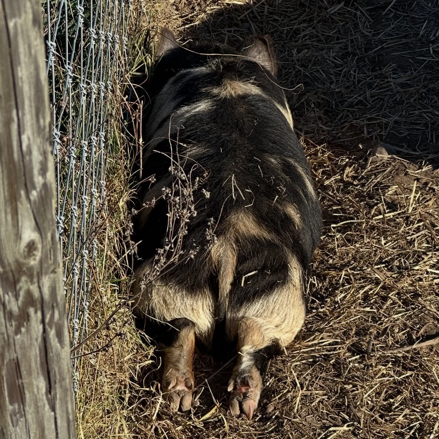 Suns out buns out 😂
#piglet #instagood #fyp #cutiegirl