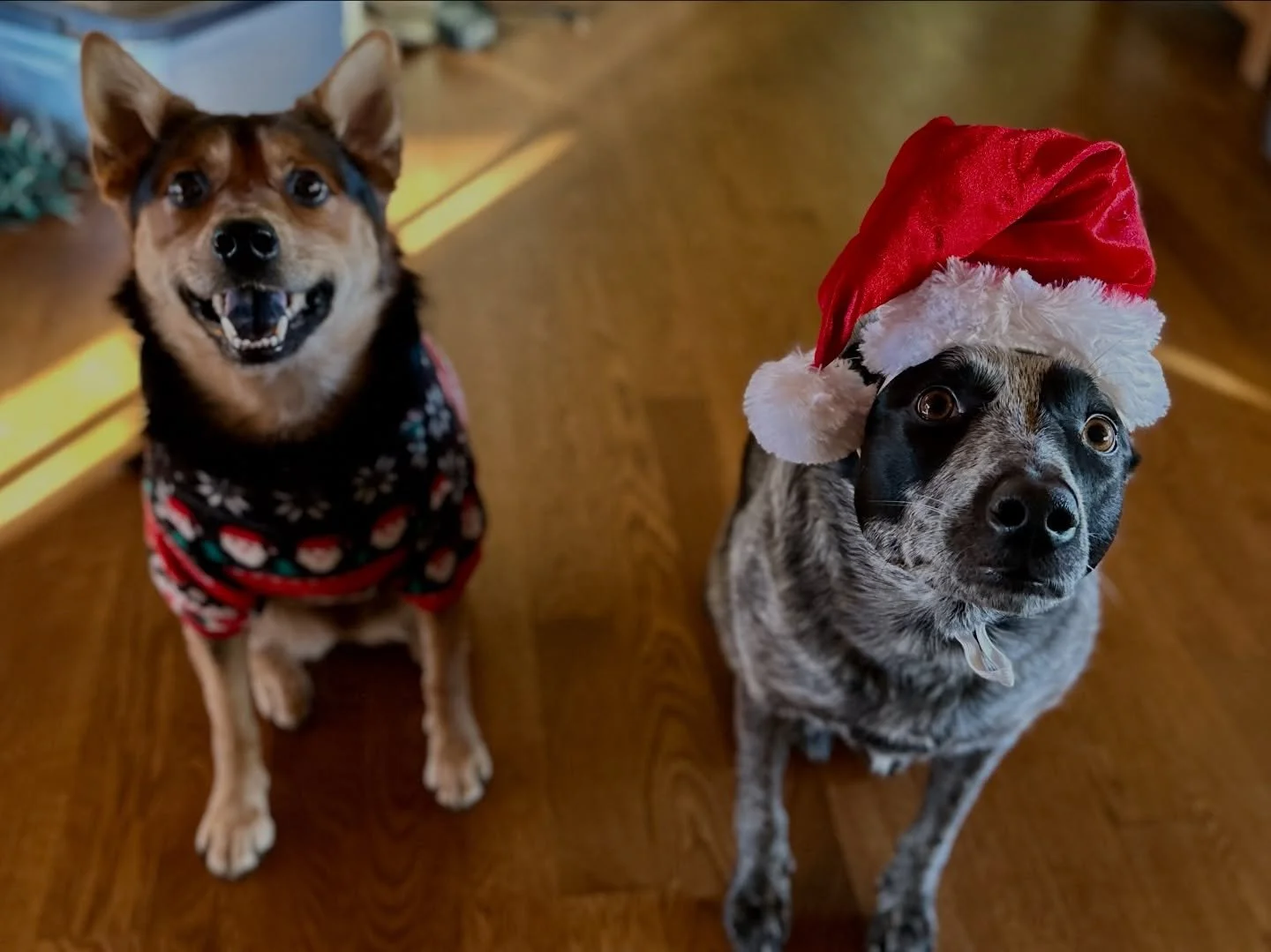 Today is the last day to enter our giveaway!
🎄
These little Christmas elves wanted me to remind you all that today is the last day for entering our &ldquo;Taste of the Farm&rdquo; giveaway! Check out our last post for details on how to enter. 

#giv