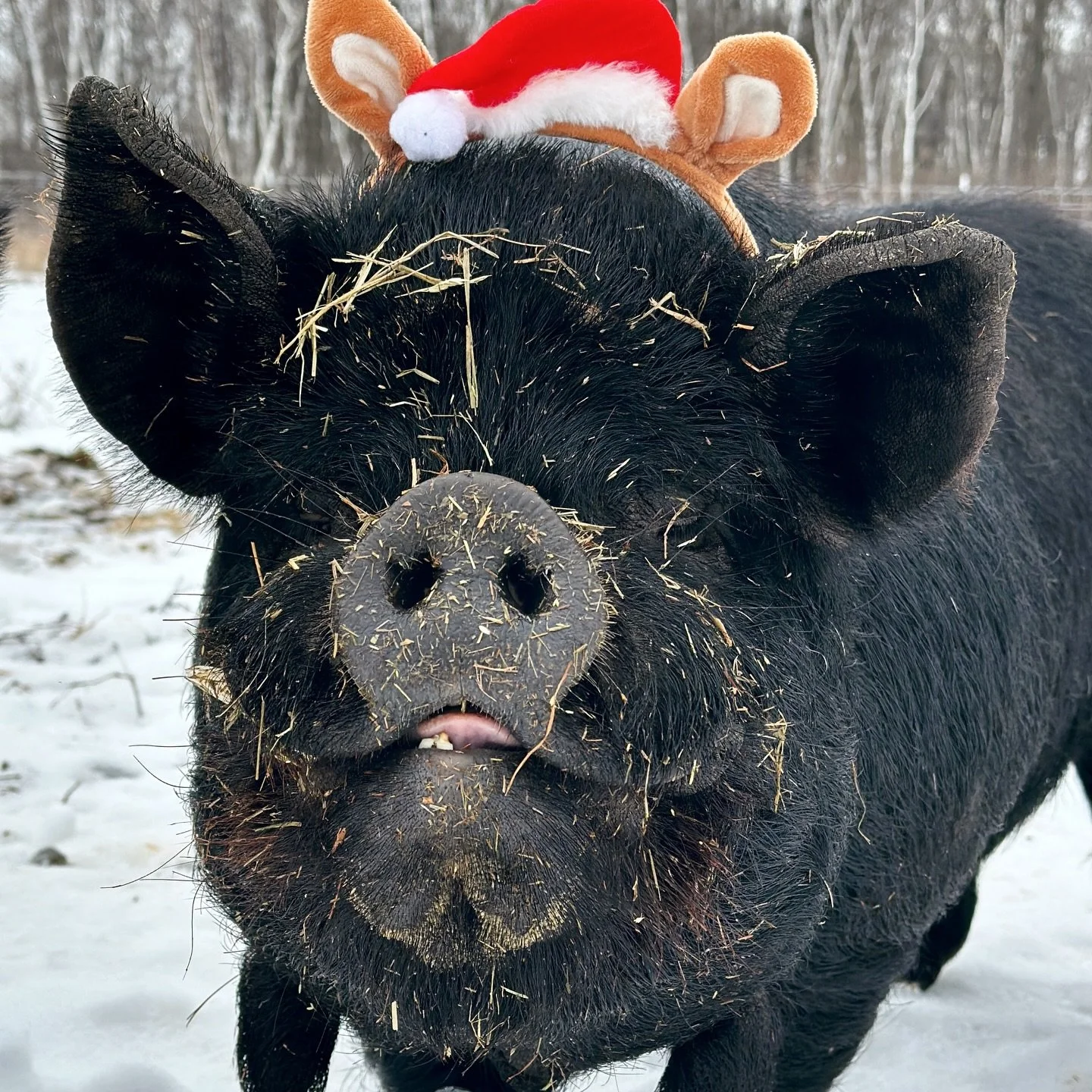I had to share pics too because they were so cute and well behaved! Much easier than getting Christmas pics of the dogs haha

#kunekune #pigsofinstagram #cuteanimals #fyp