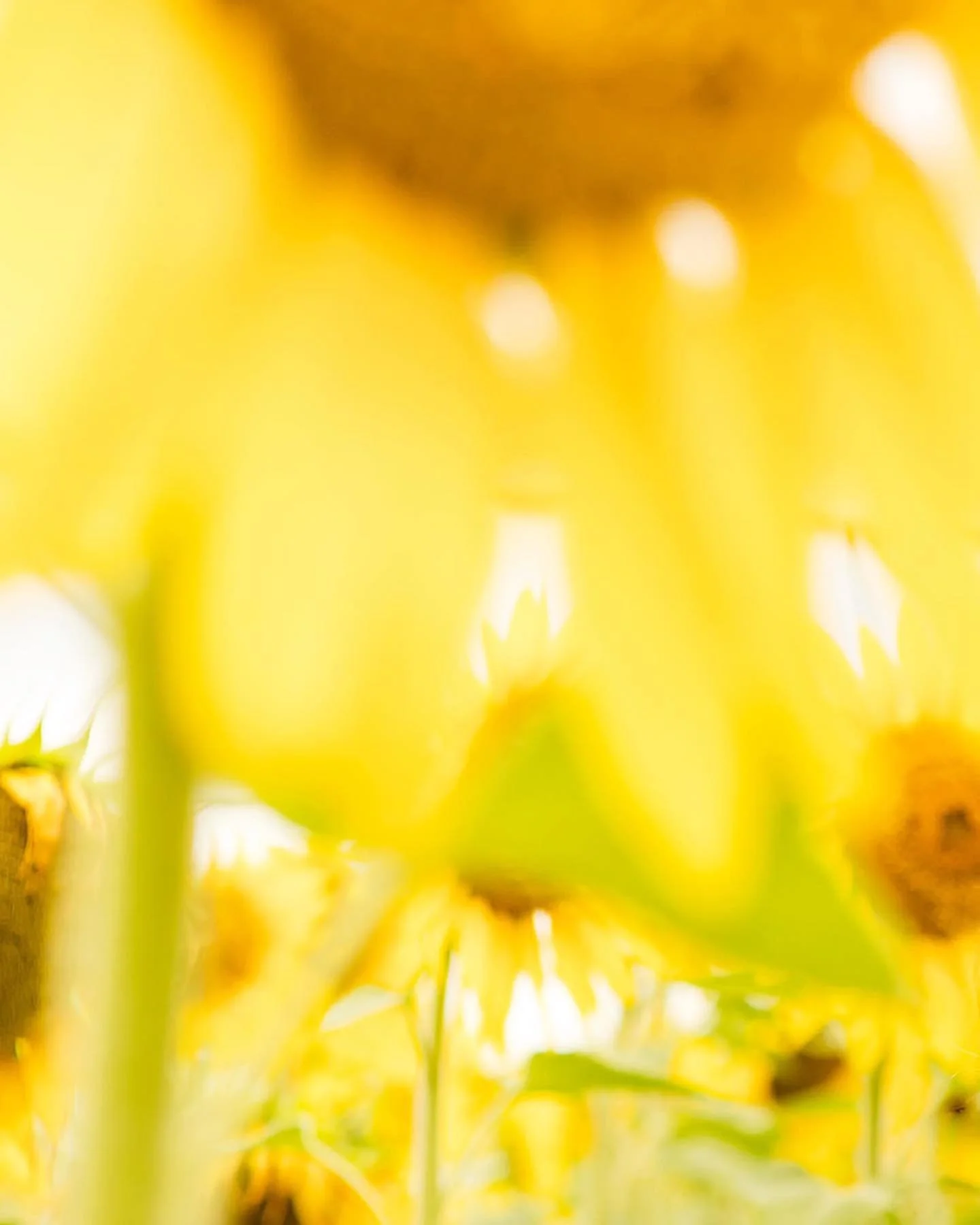 Happy Lovers Day 🤍💛🧡🤎 #brisbaneadvertisingphotographer #kalbarsunflowers #advertising photographer #kalbarsunflowerfestival