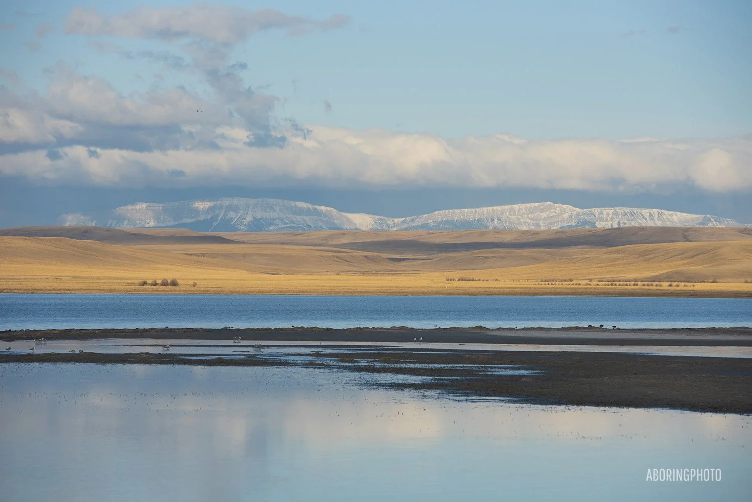 14_Frezeout Lake_Snow Geese Migrationaboringphoto_Whitefish_Montana_Wildlife Photographer_2021.jpg