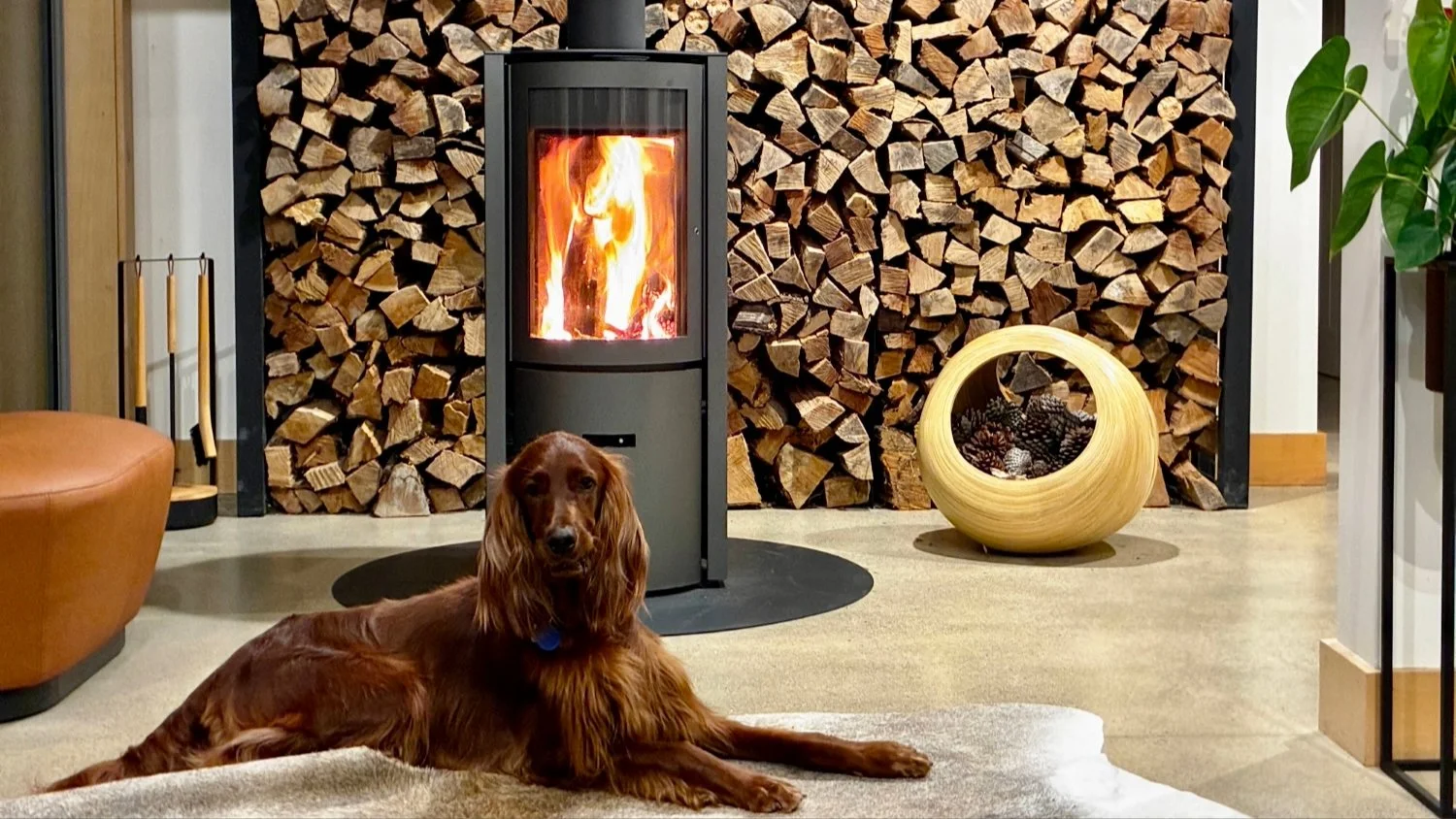 Stuv 30 with Irish Setter
