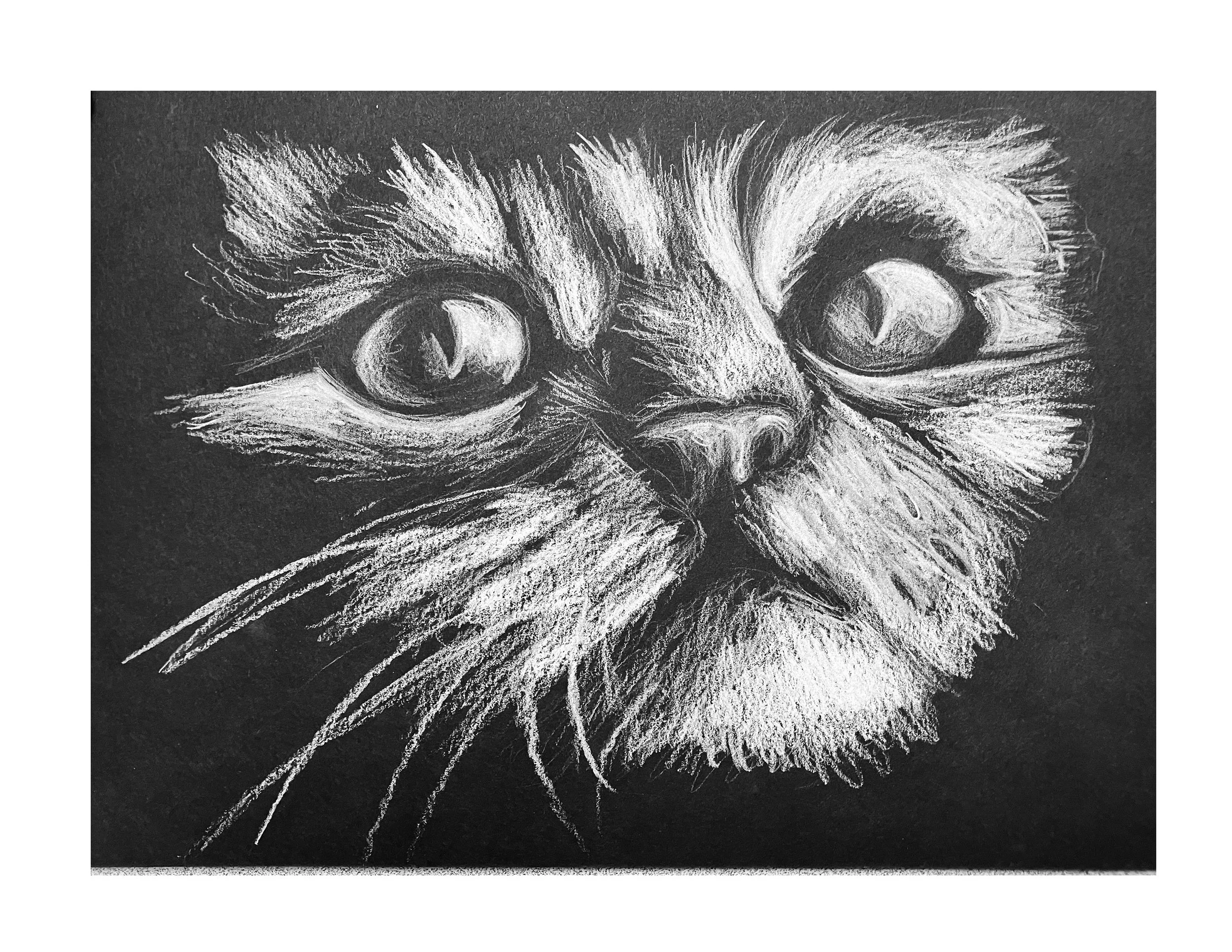 In the Eye of the Cat