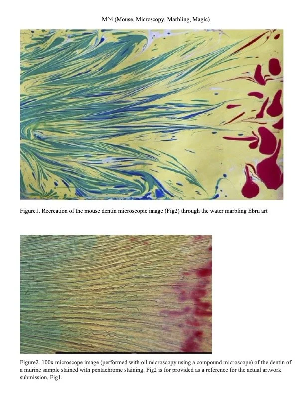 M^4: Mouse, Microscopy, Marbling, Magic