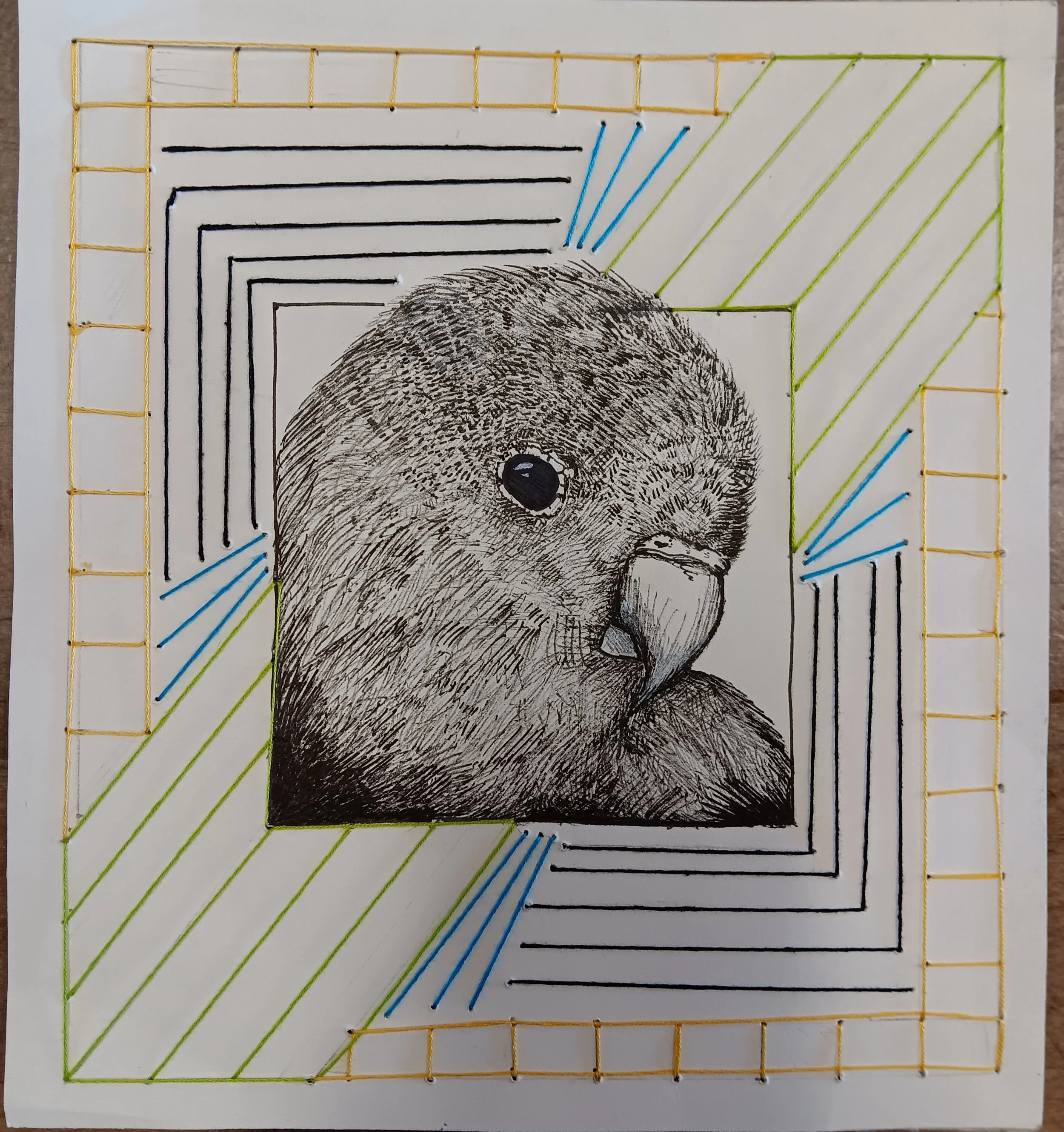 Fischer’s Lovebird