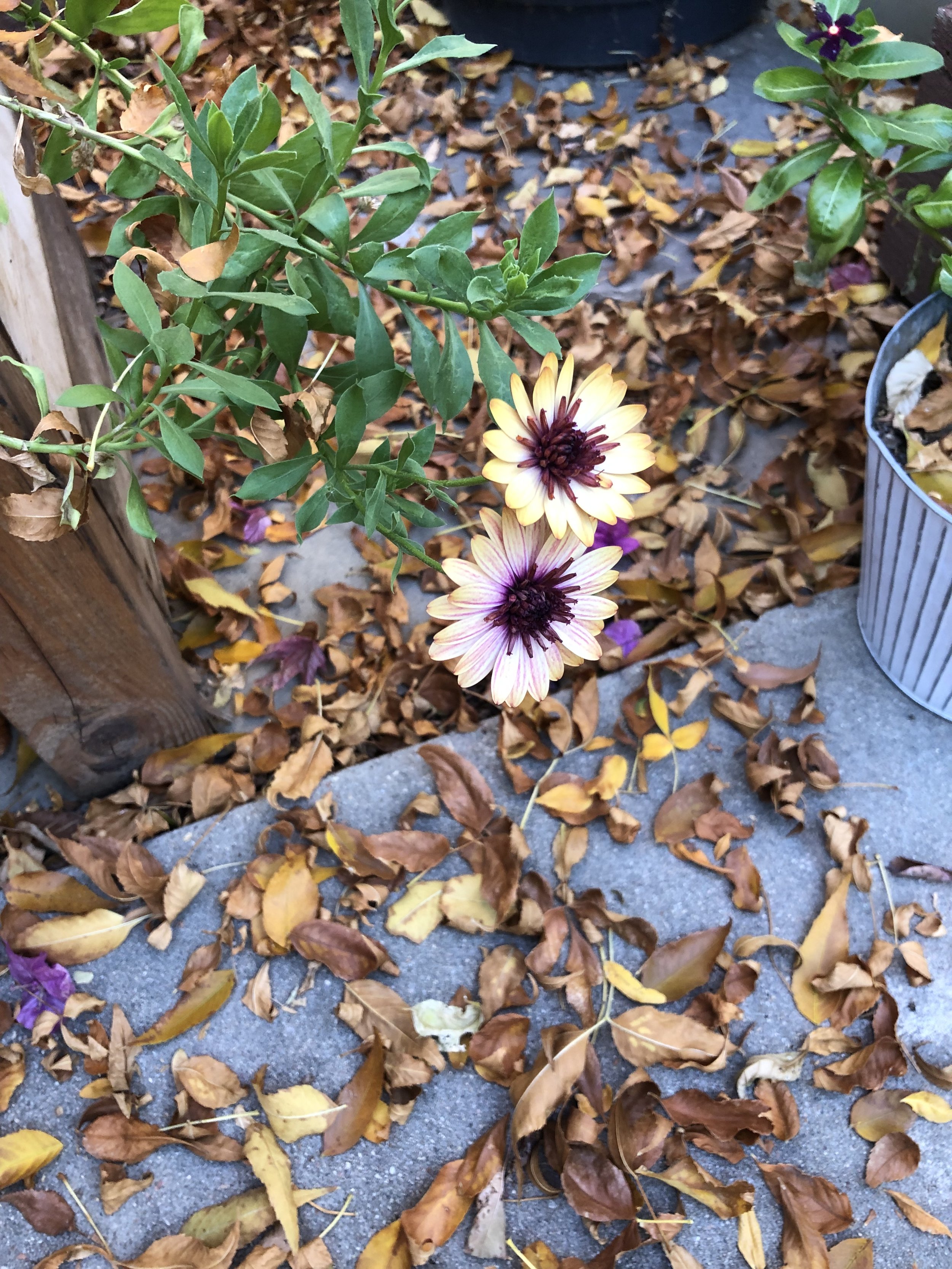 “With Everything Going on in the World Right Now:” The Need for Perspective