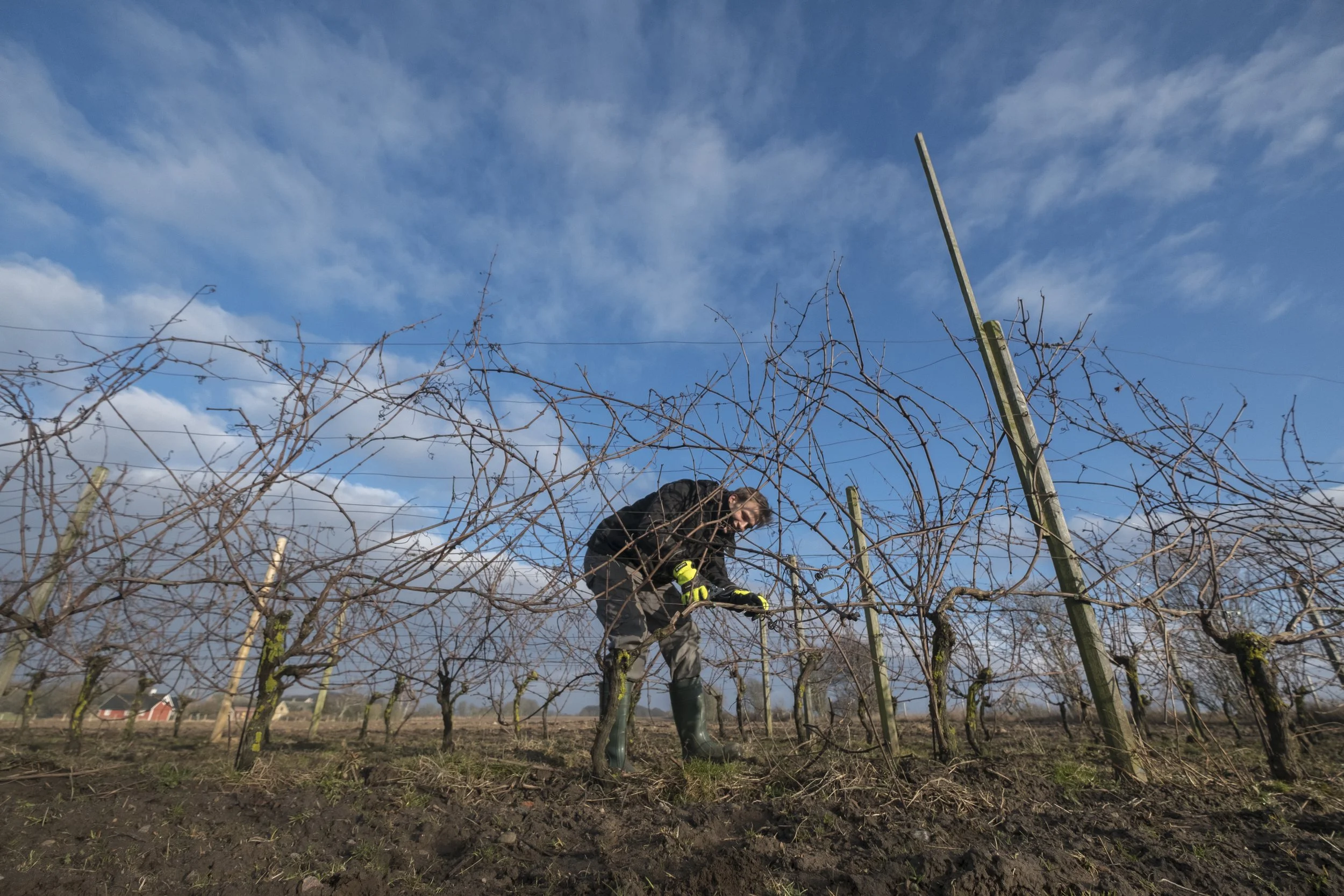 2017 Foto Janus Langhorn (55) beskärning-pruning.jpg