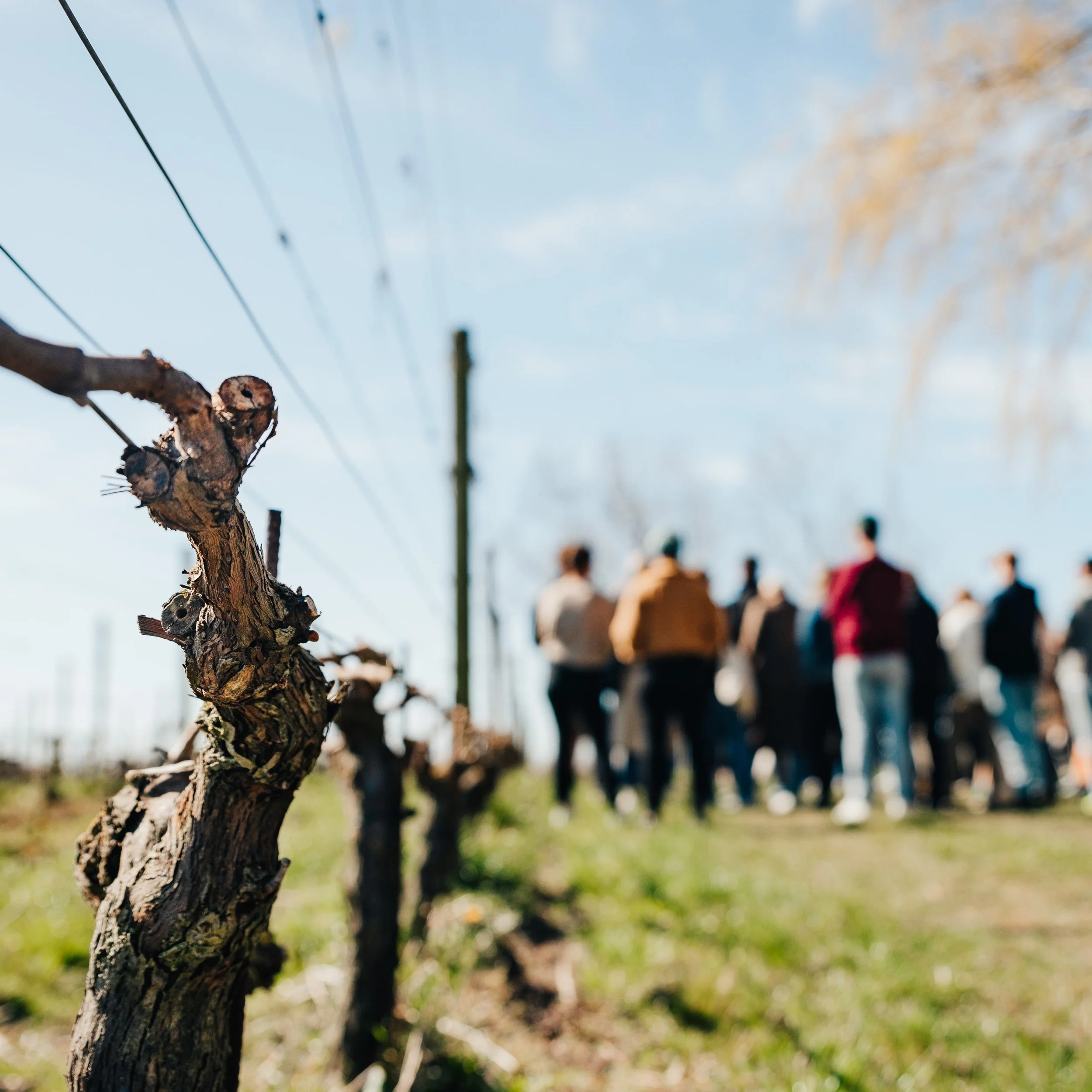 Lunds Akademiska Vinsällska visits our vineyard