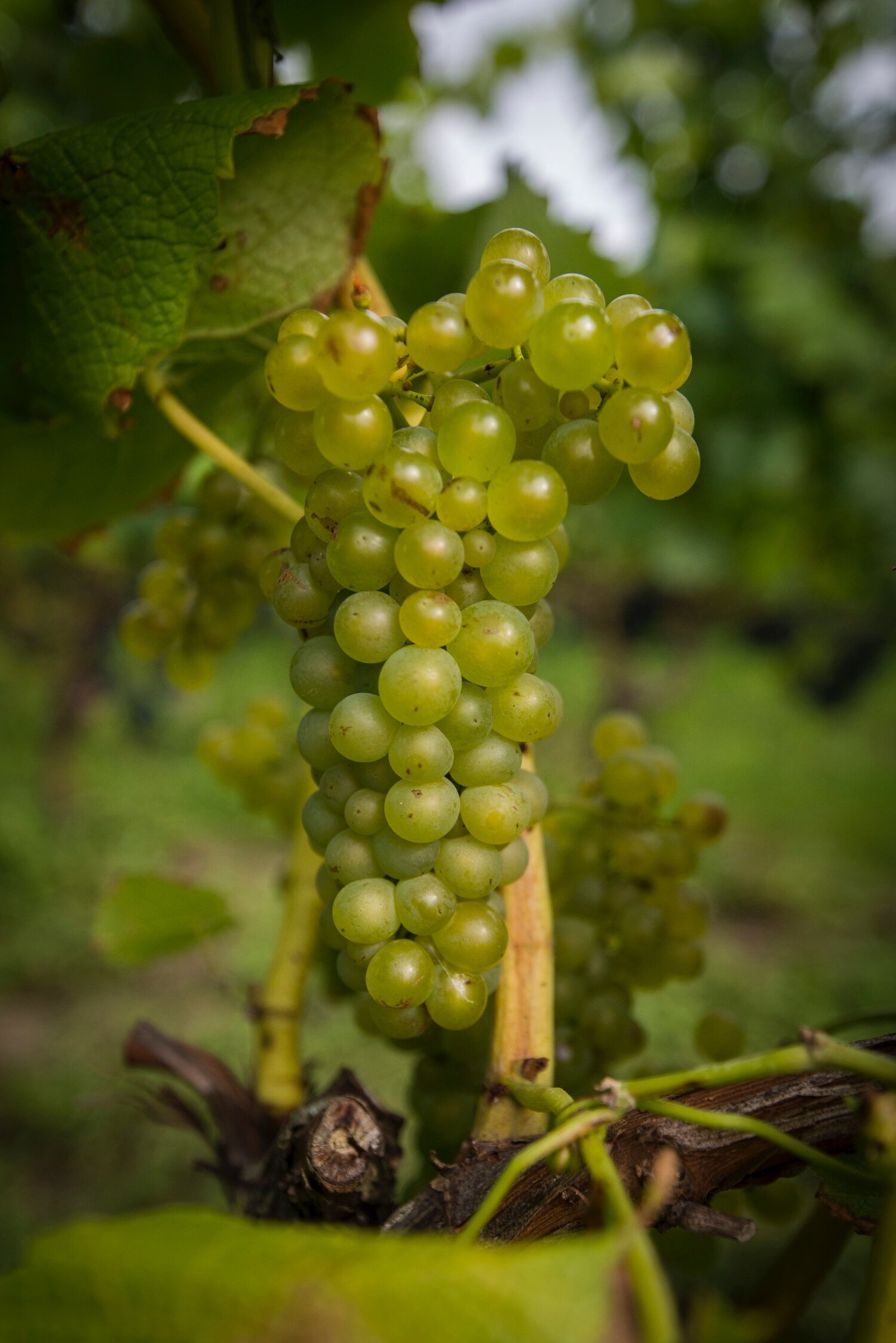 Business Insider på besök hos Kullabergs Vingård