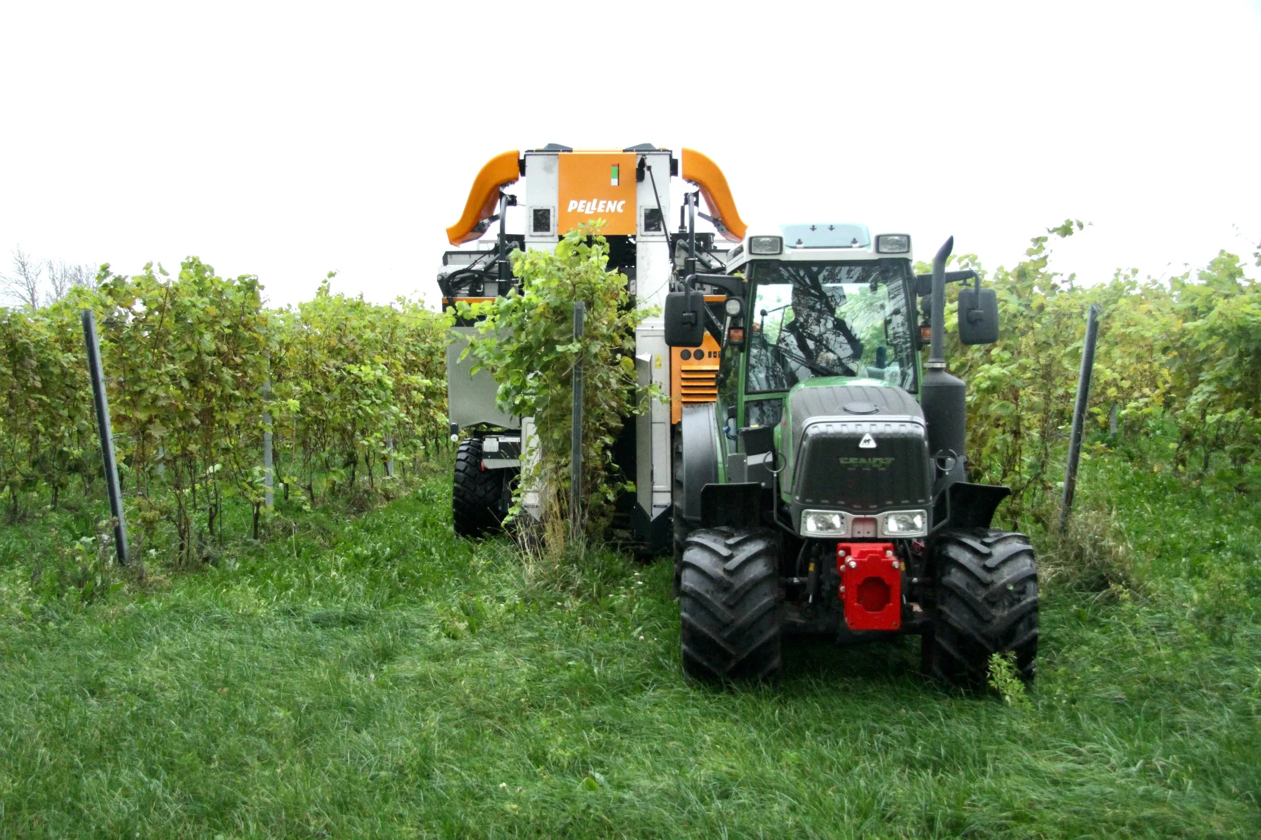 2021 Foto Oscar Dahl - vingård - skörd - skördemaskin.jpeg