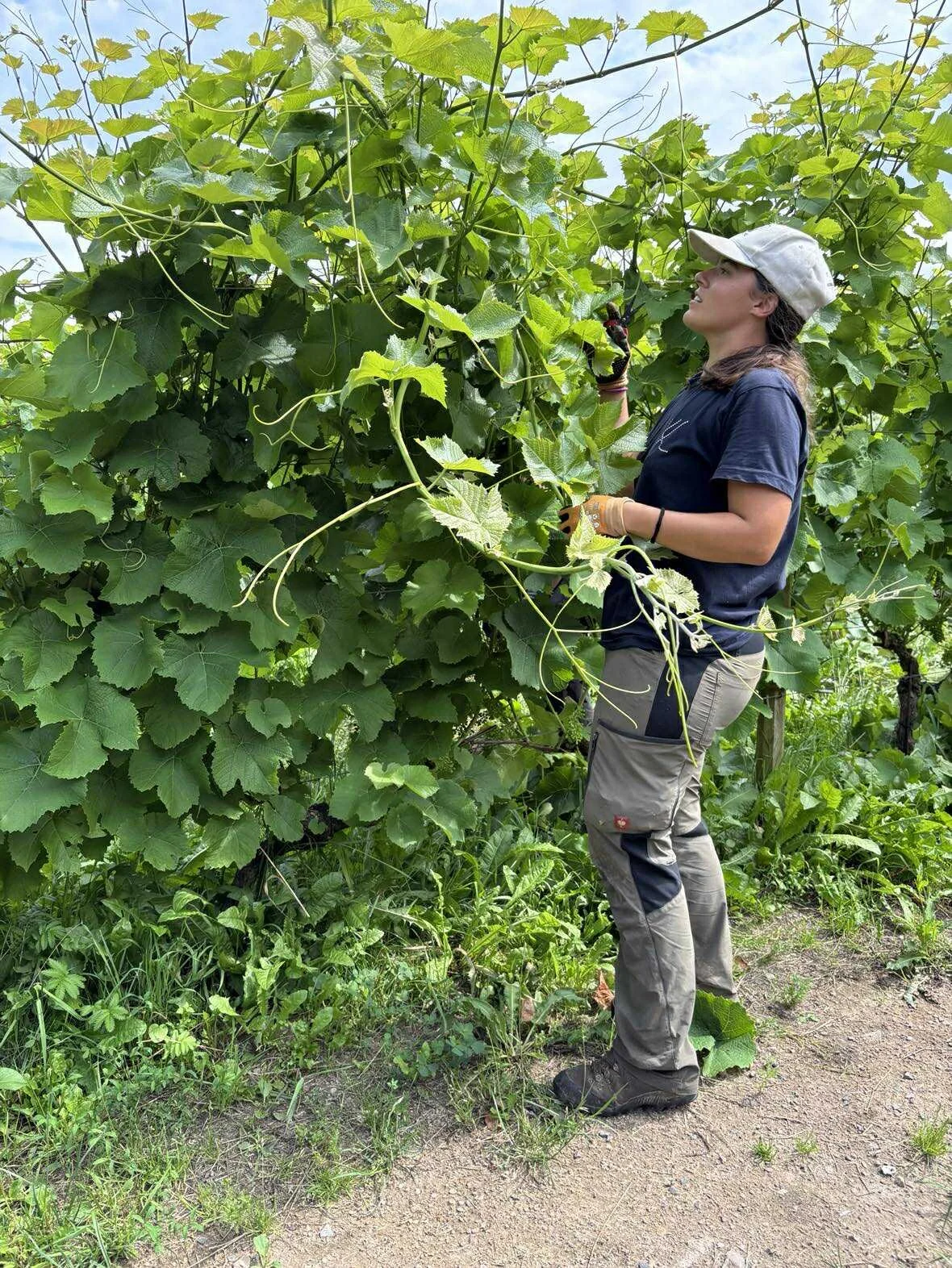 Removing leaf.jpg