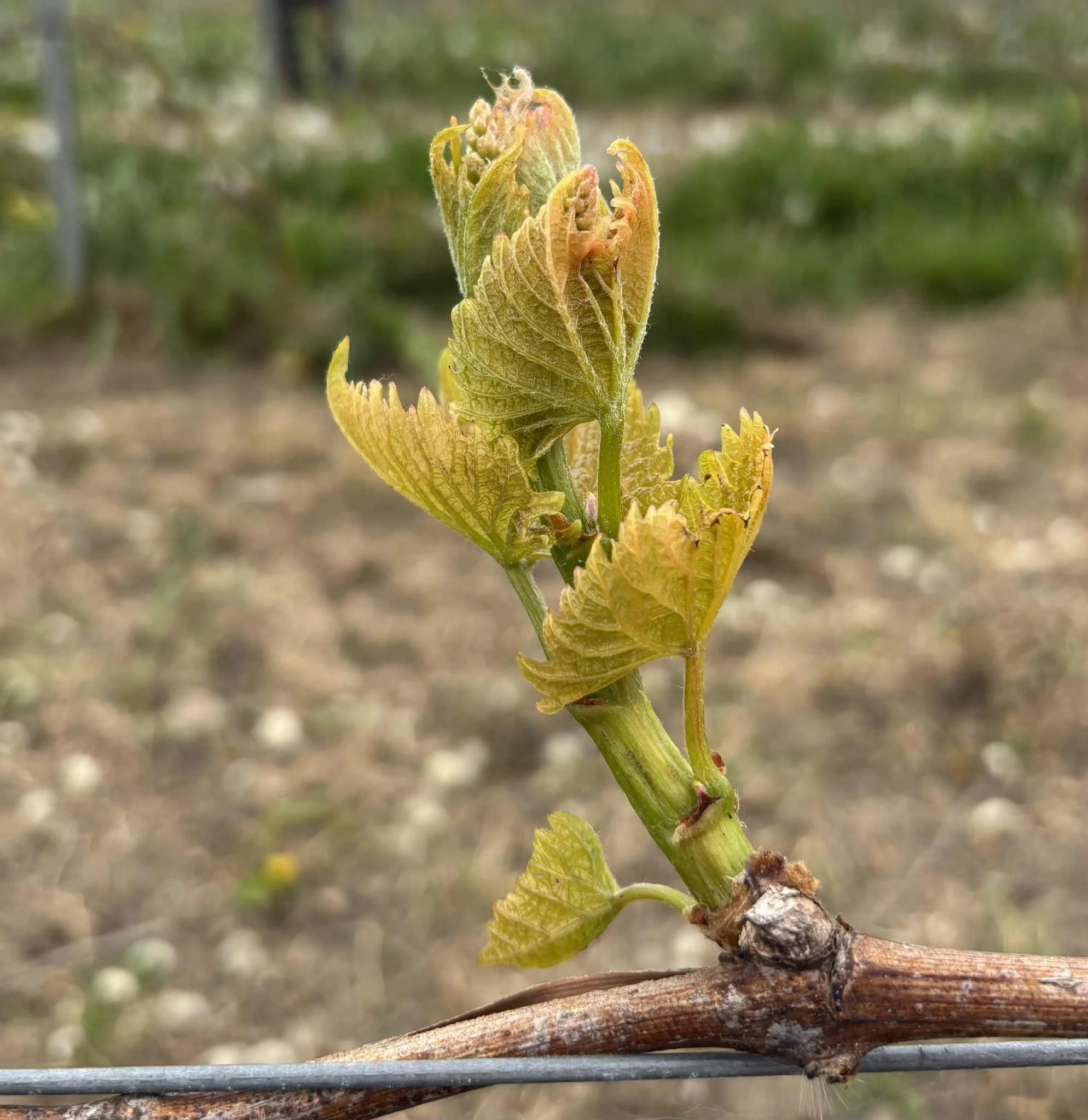 2025 Foto Lena Särnholm buds knoppning vingård vår.jpg