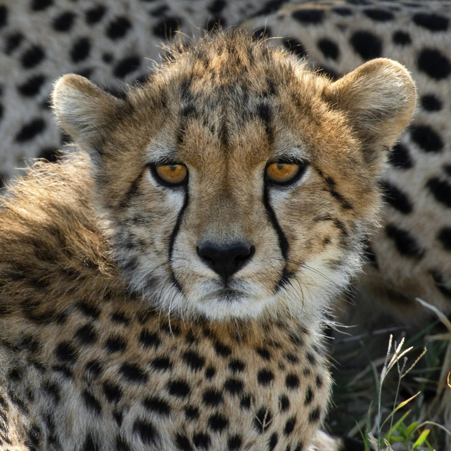 Cheetah cub.jpg