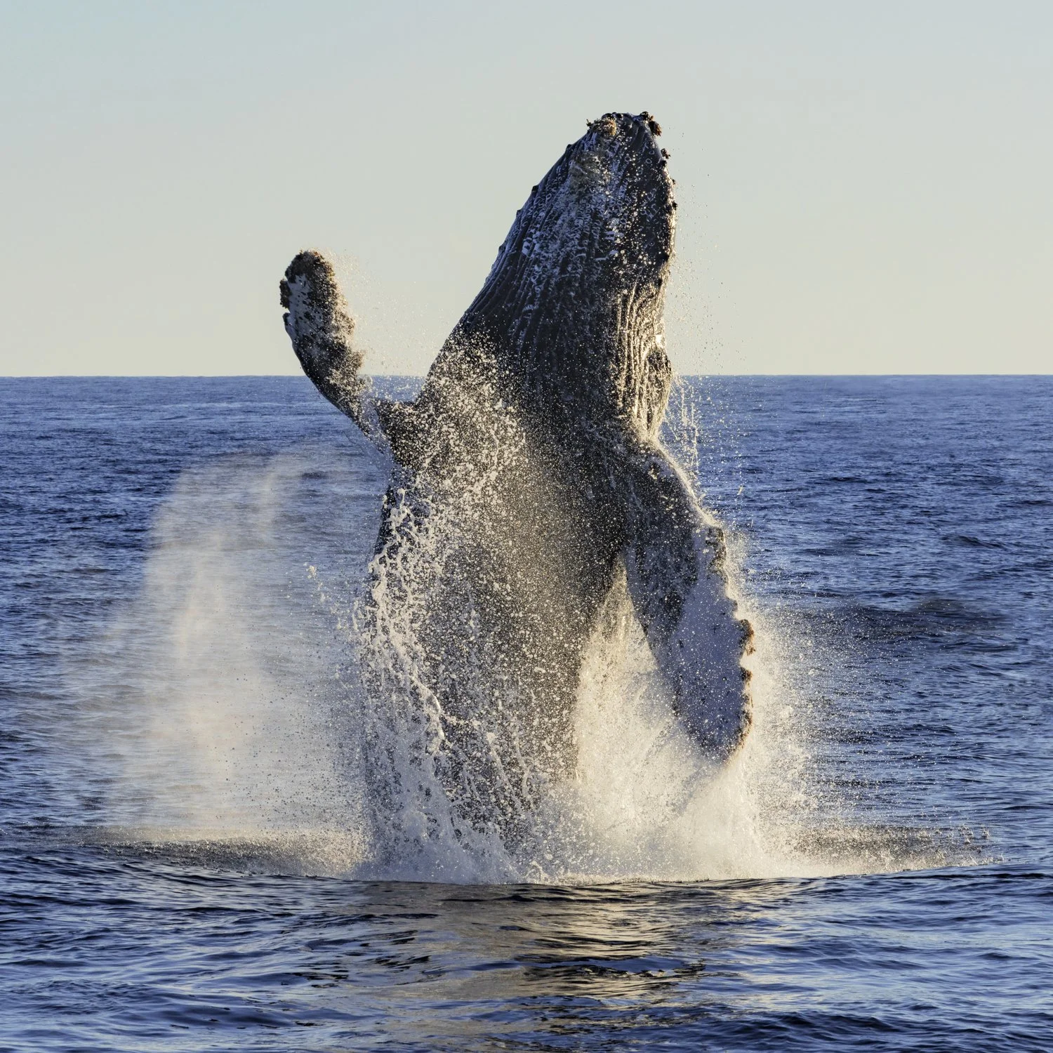 Whale breeching square.jpg