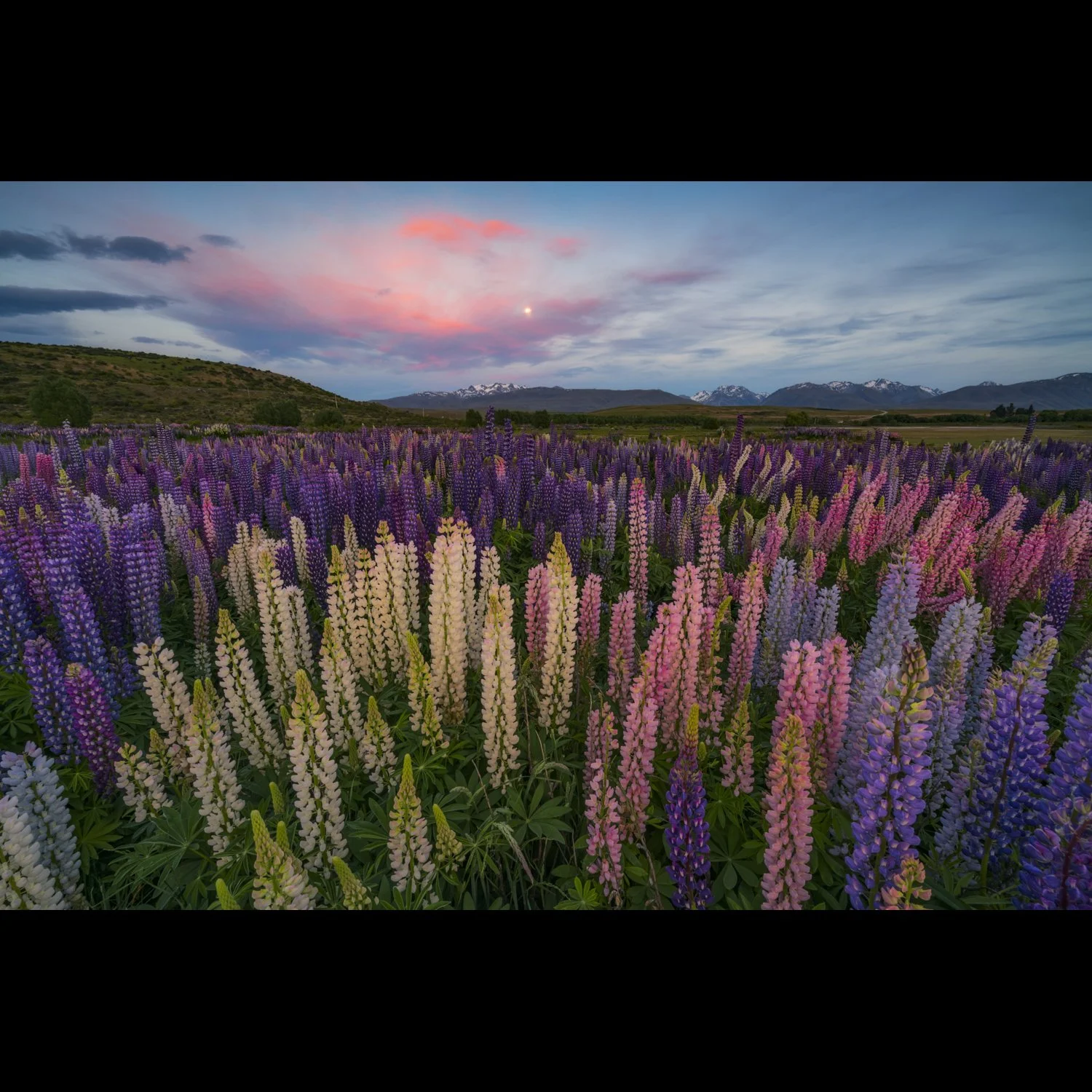 Tekapo Lupines