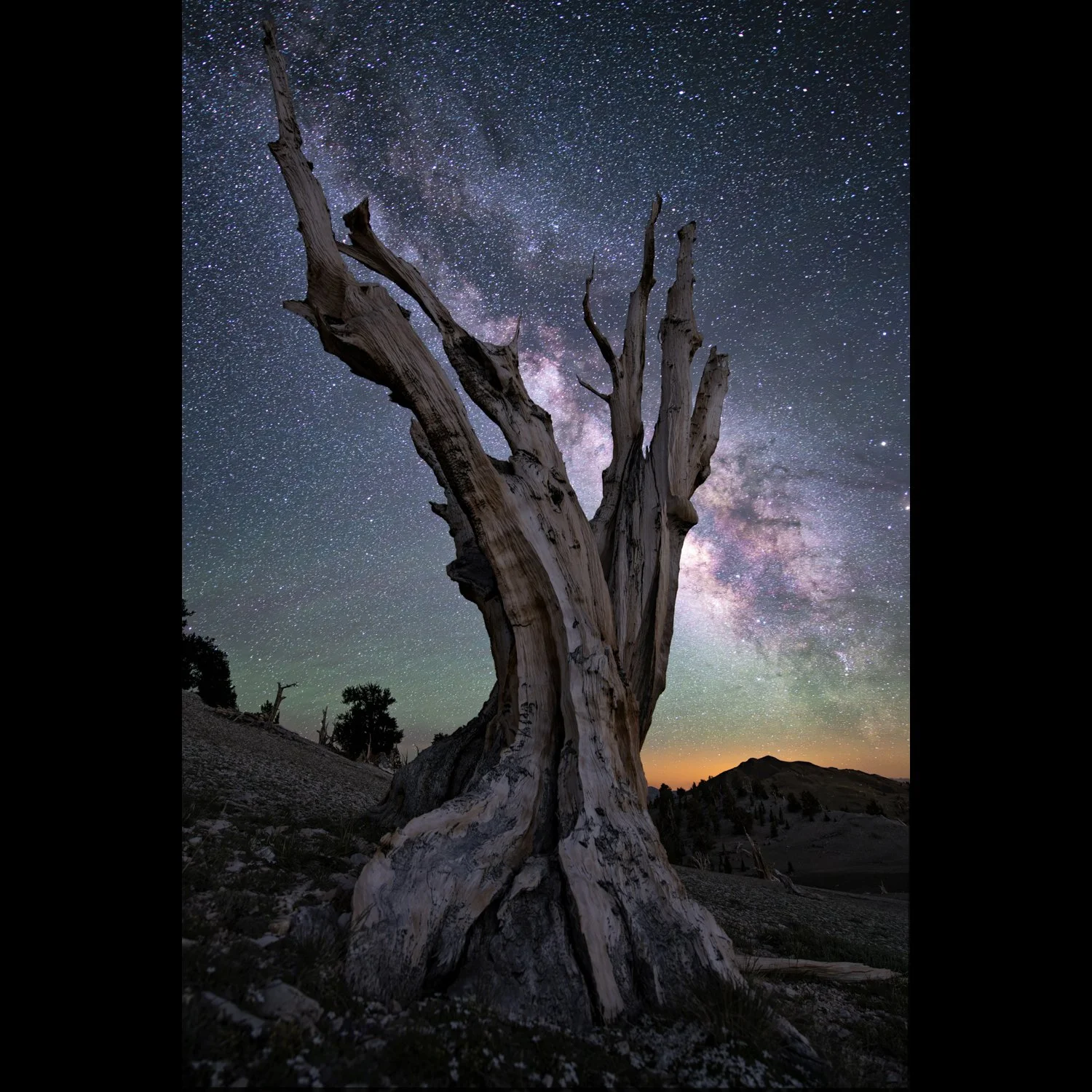 bristlecone pine mw.jpg