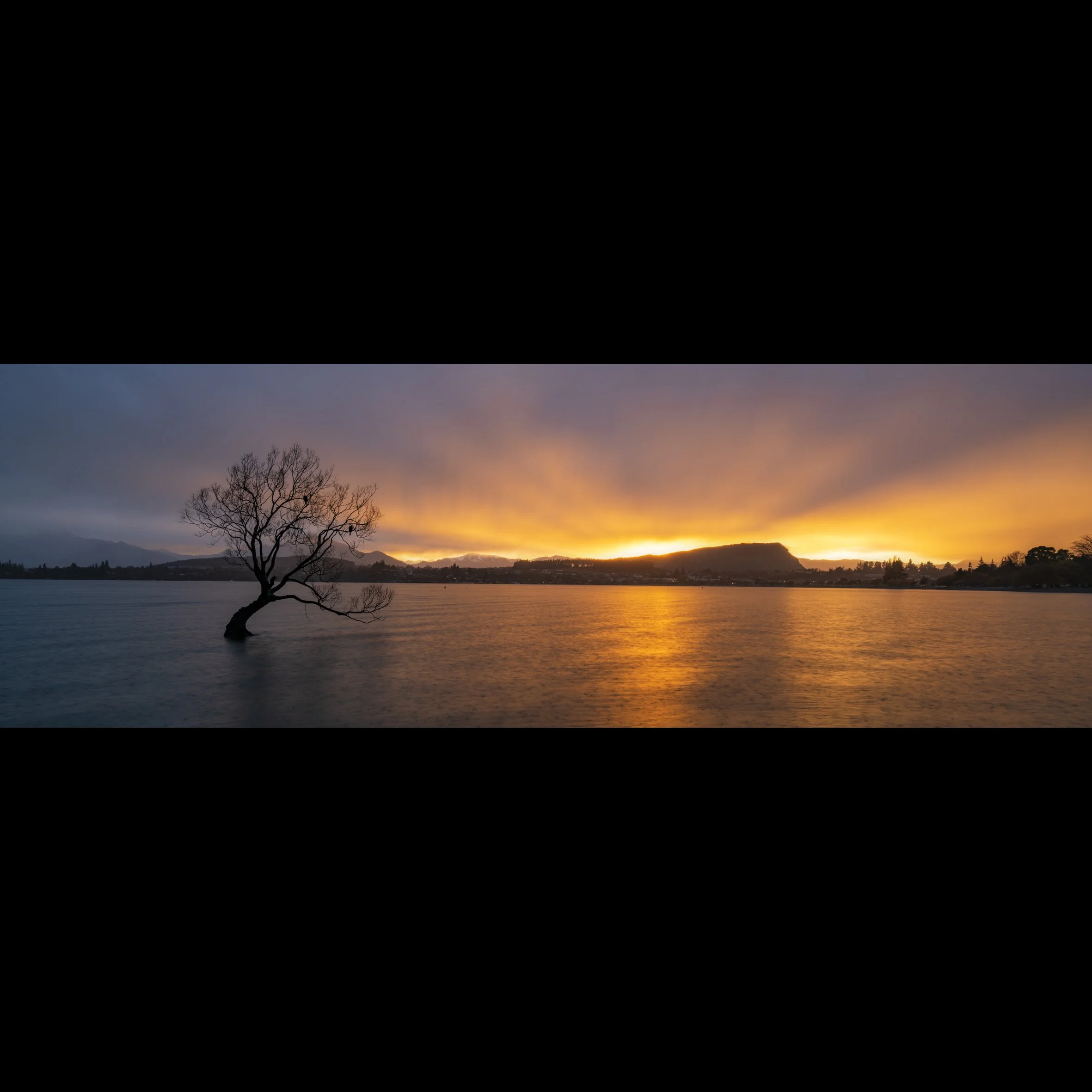Wanaka Tree Panoramic