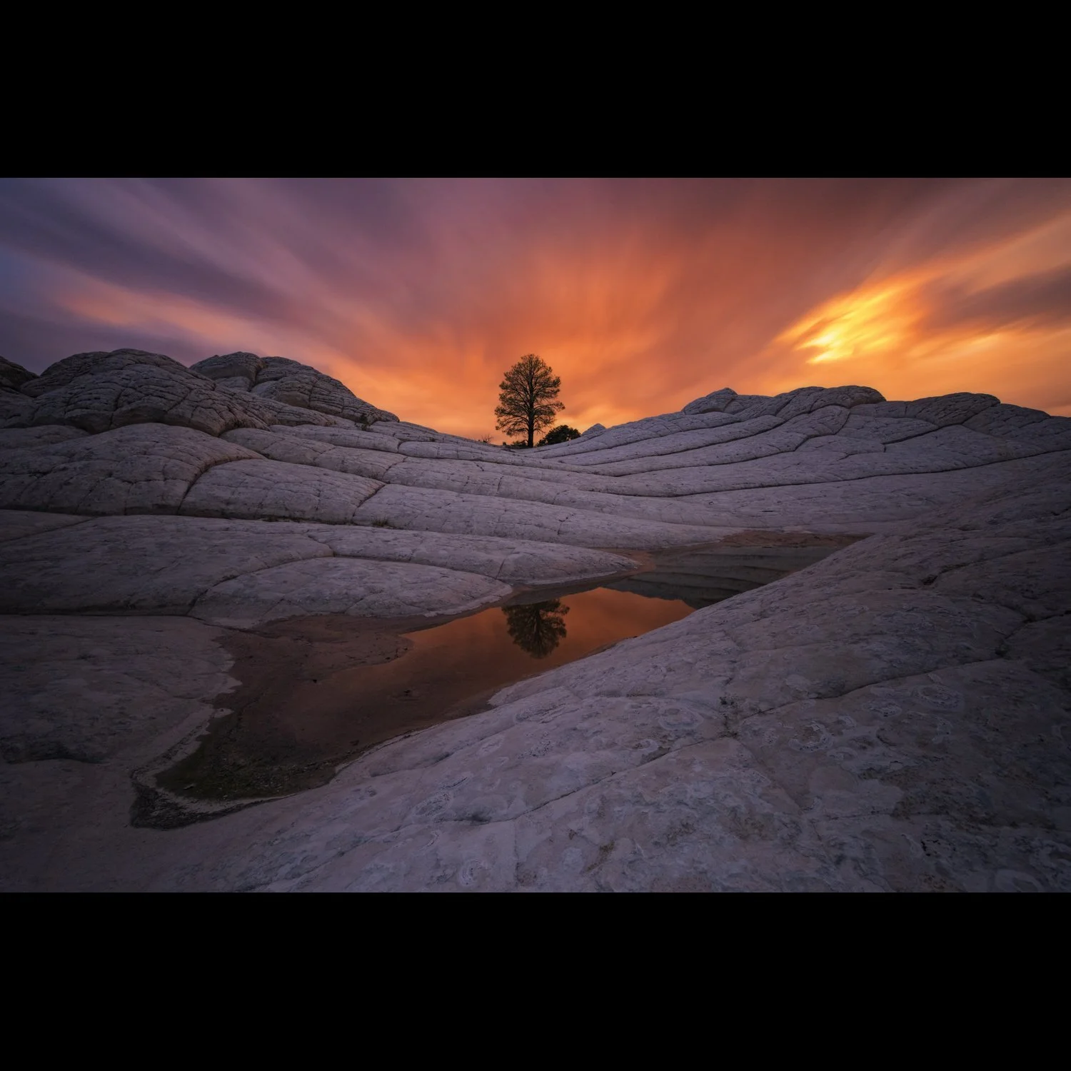 lone tree.jpg