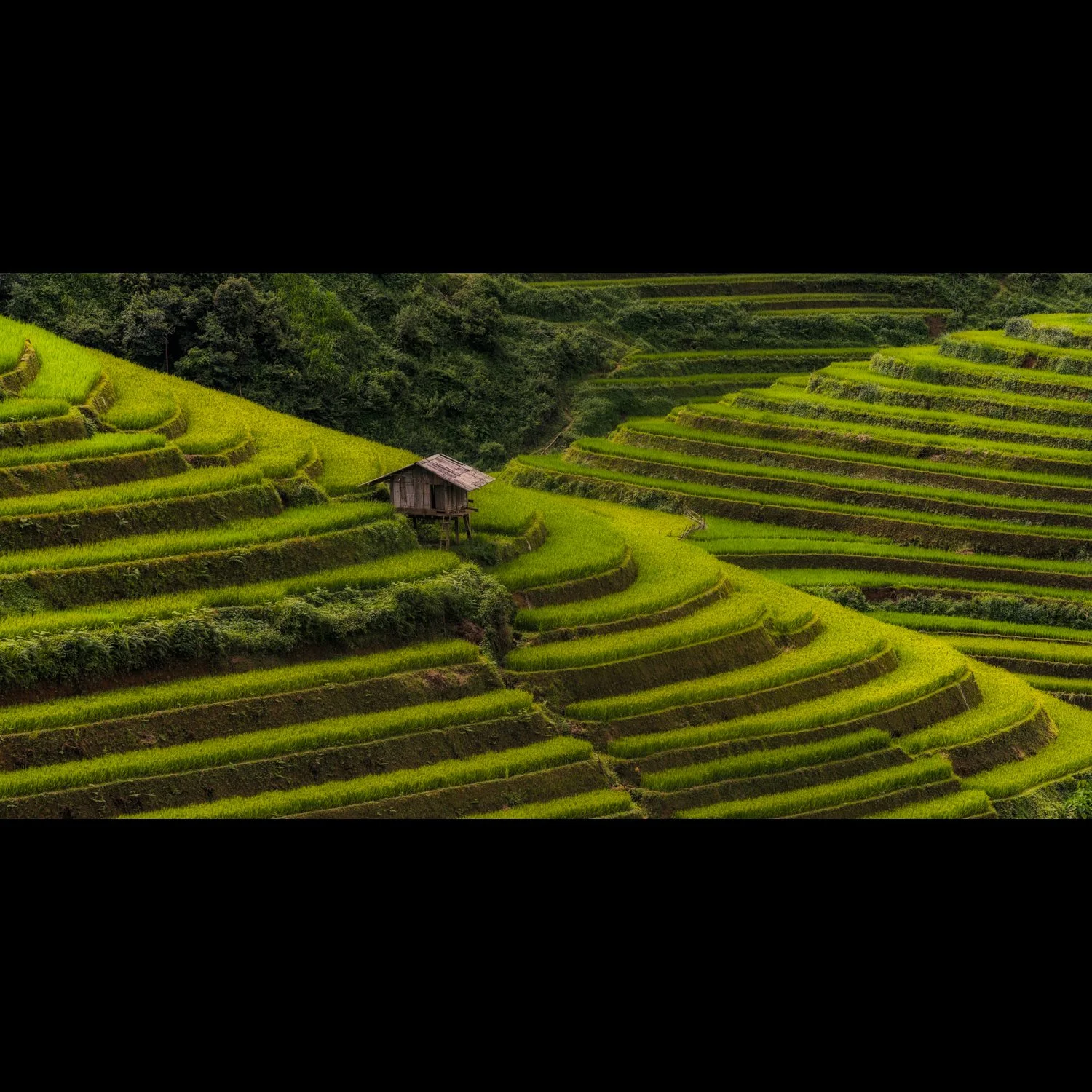 Mu Cang Chai terrace shack.jpg