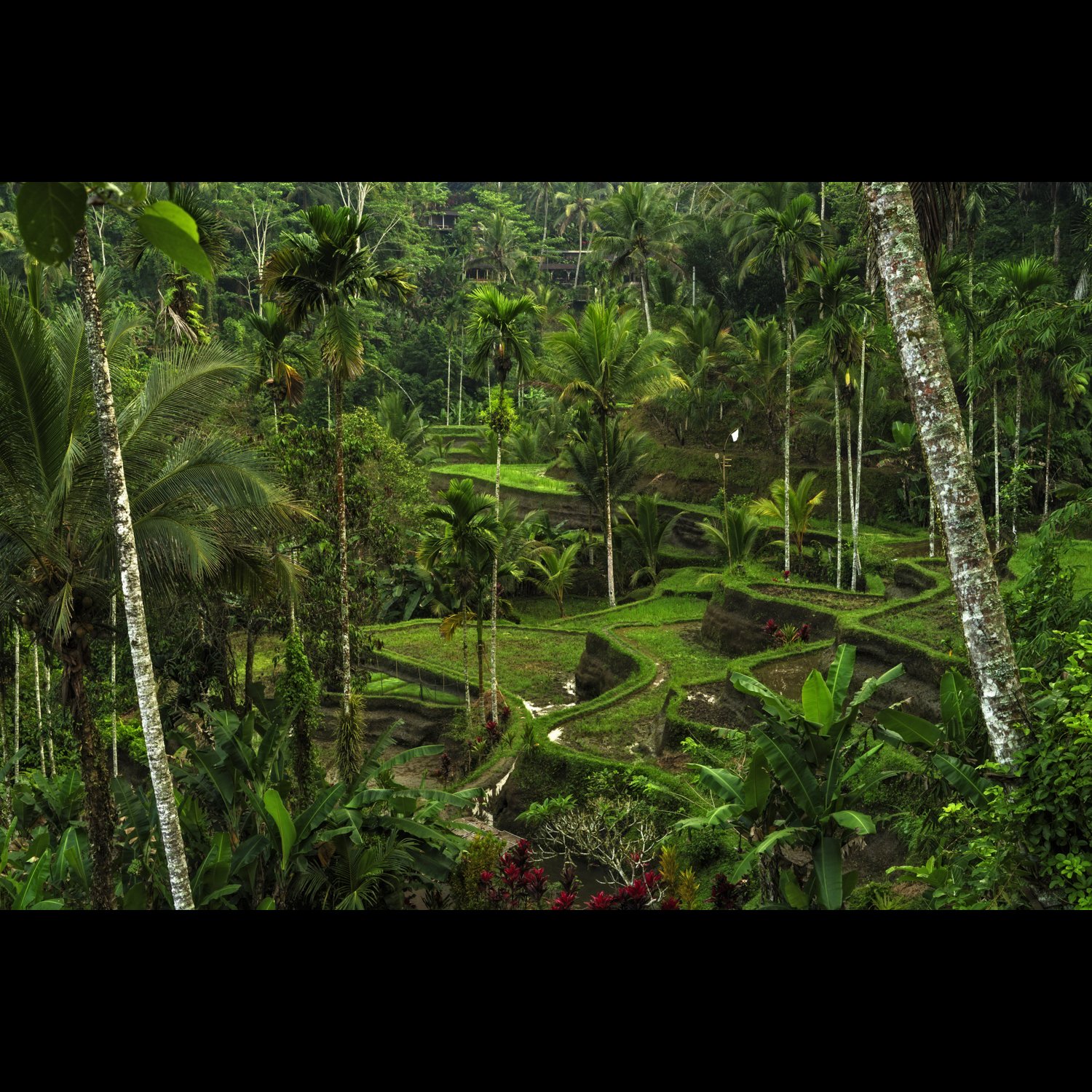 Tegalang Terraces 2.jpg