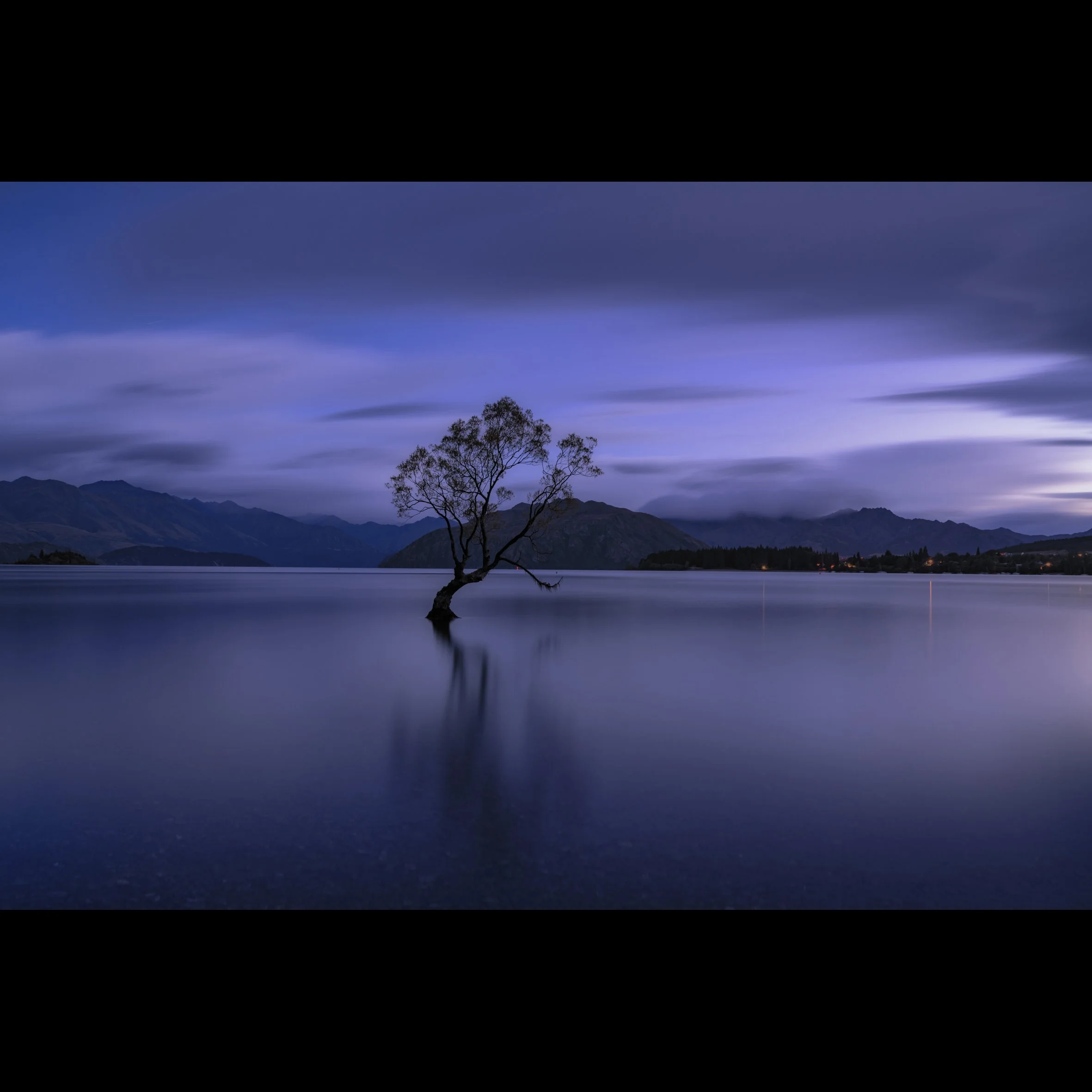 Wanaka Tree 3