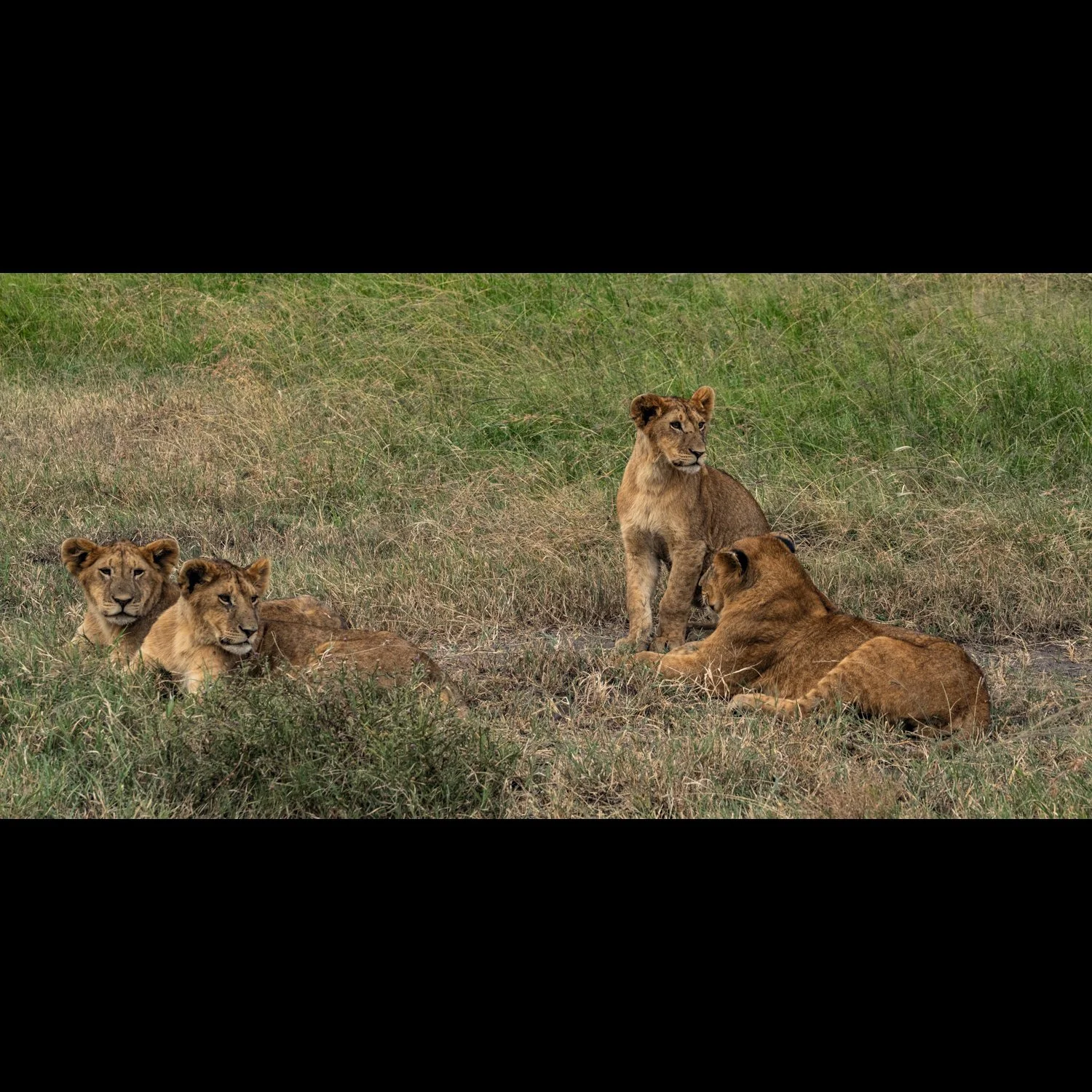 Lion Cubs.jpg