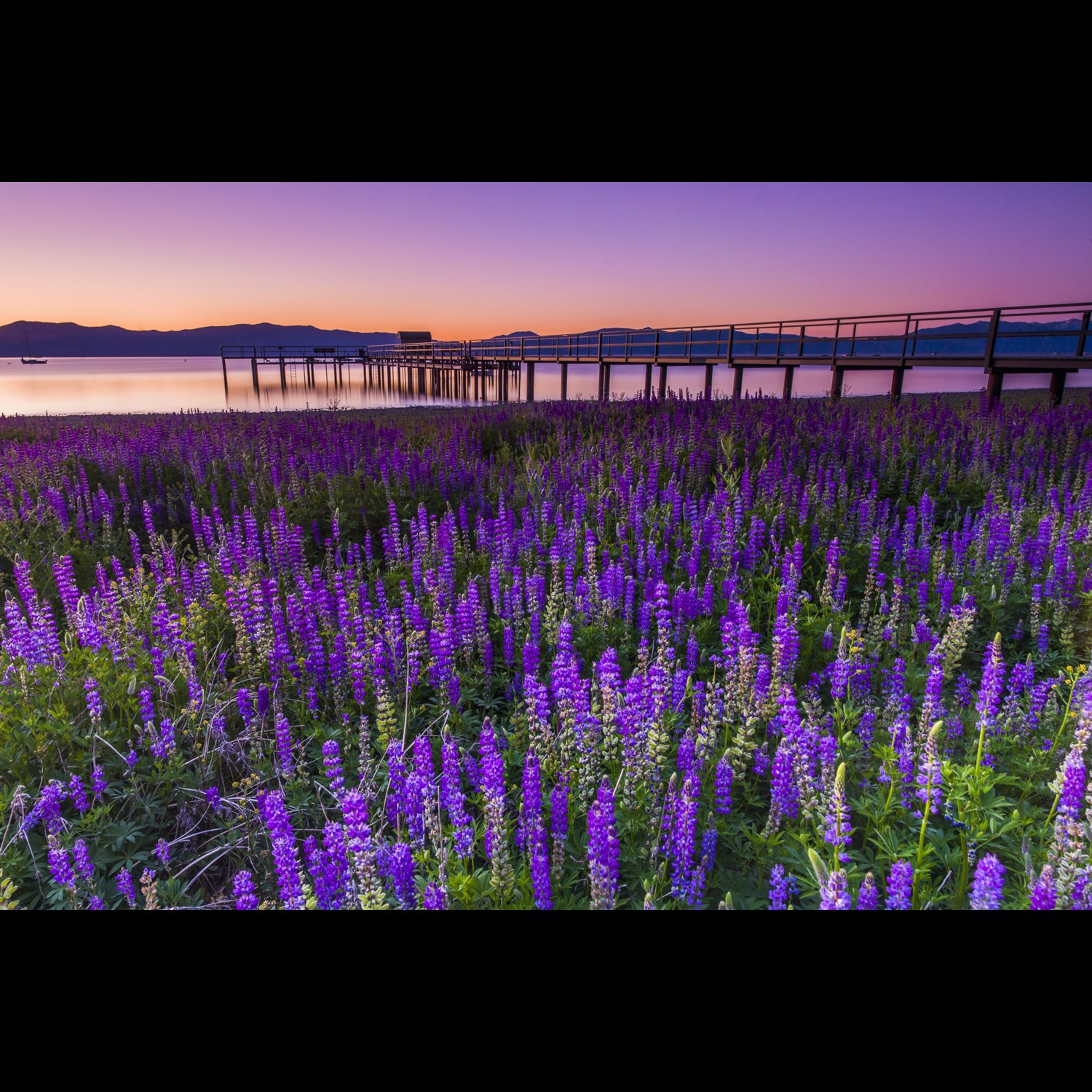 Purple Haze.jpg