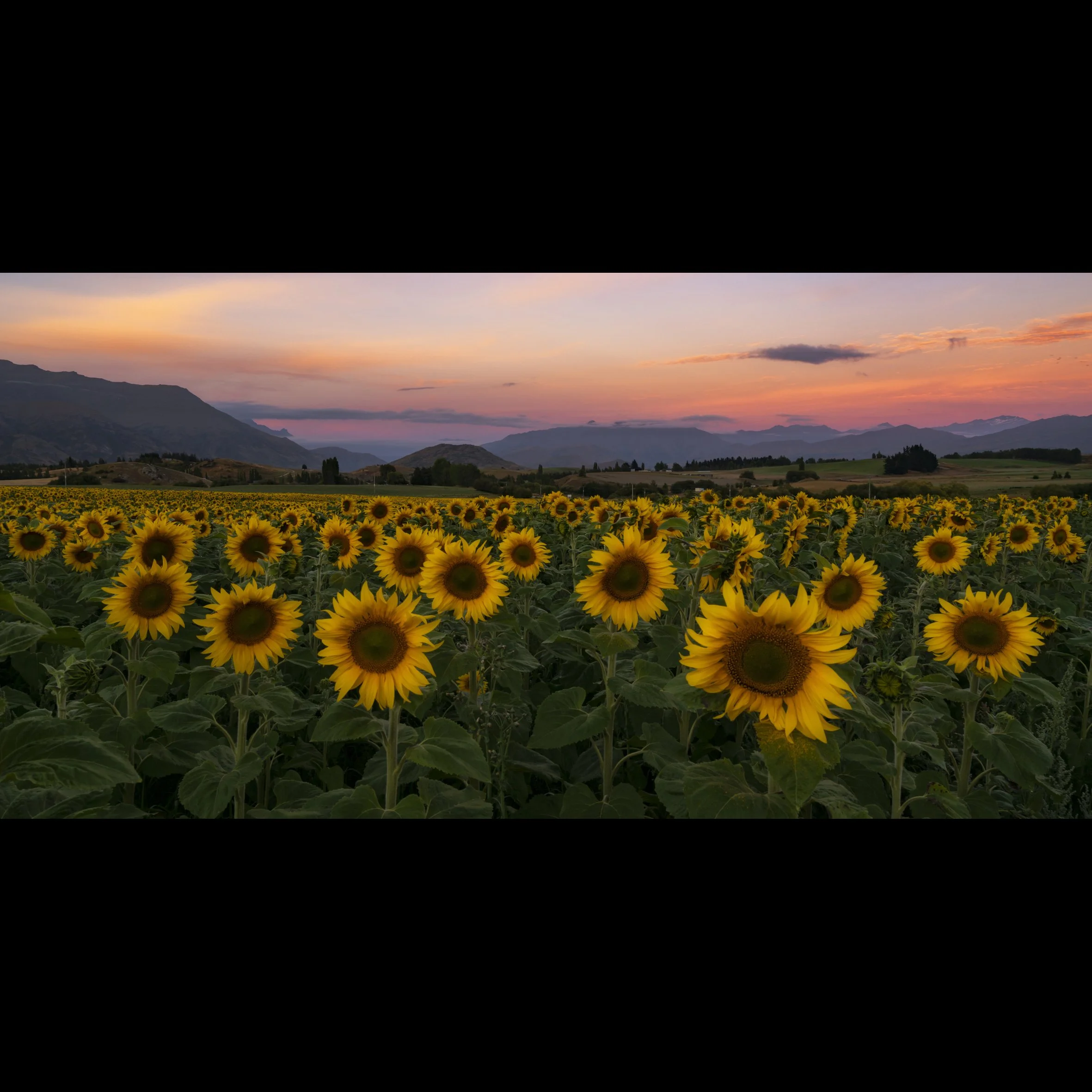 Queenstown Sunflowers