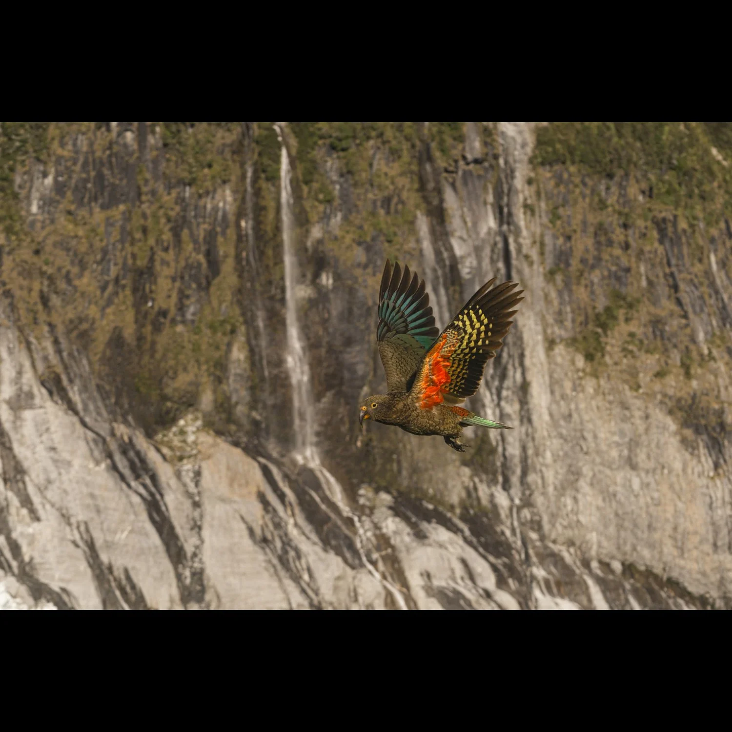 Kea Chancellor Hut