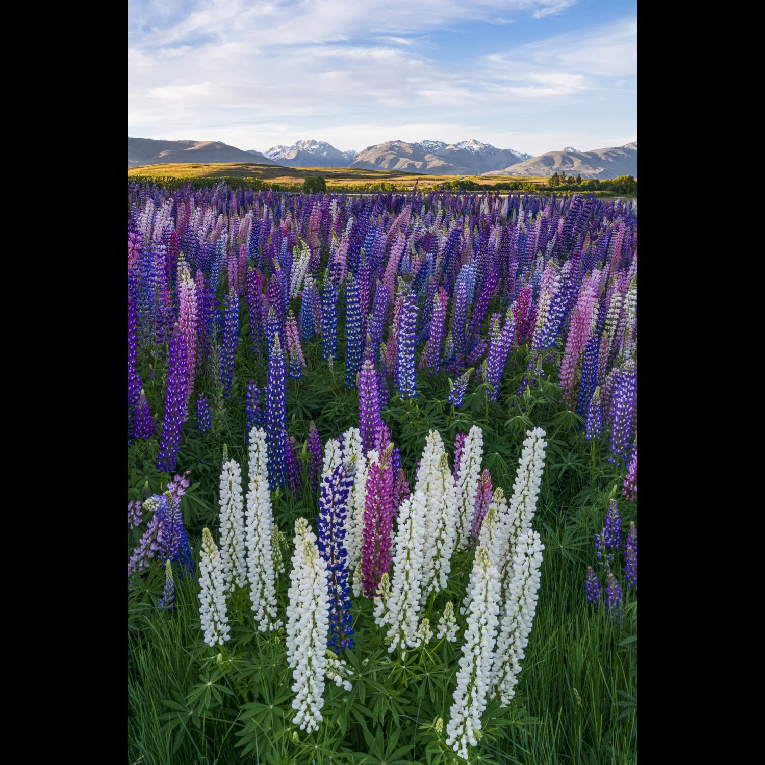 Tekapo Lupines 4
