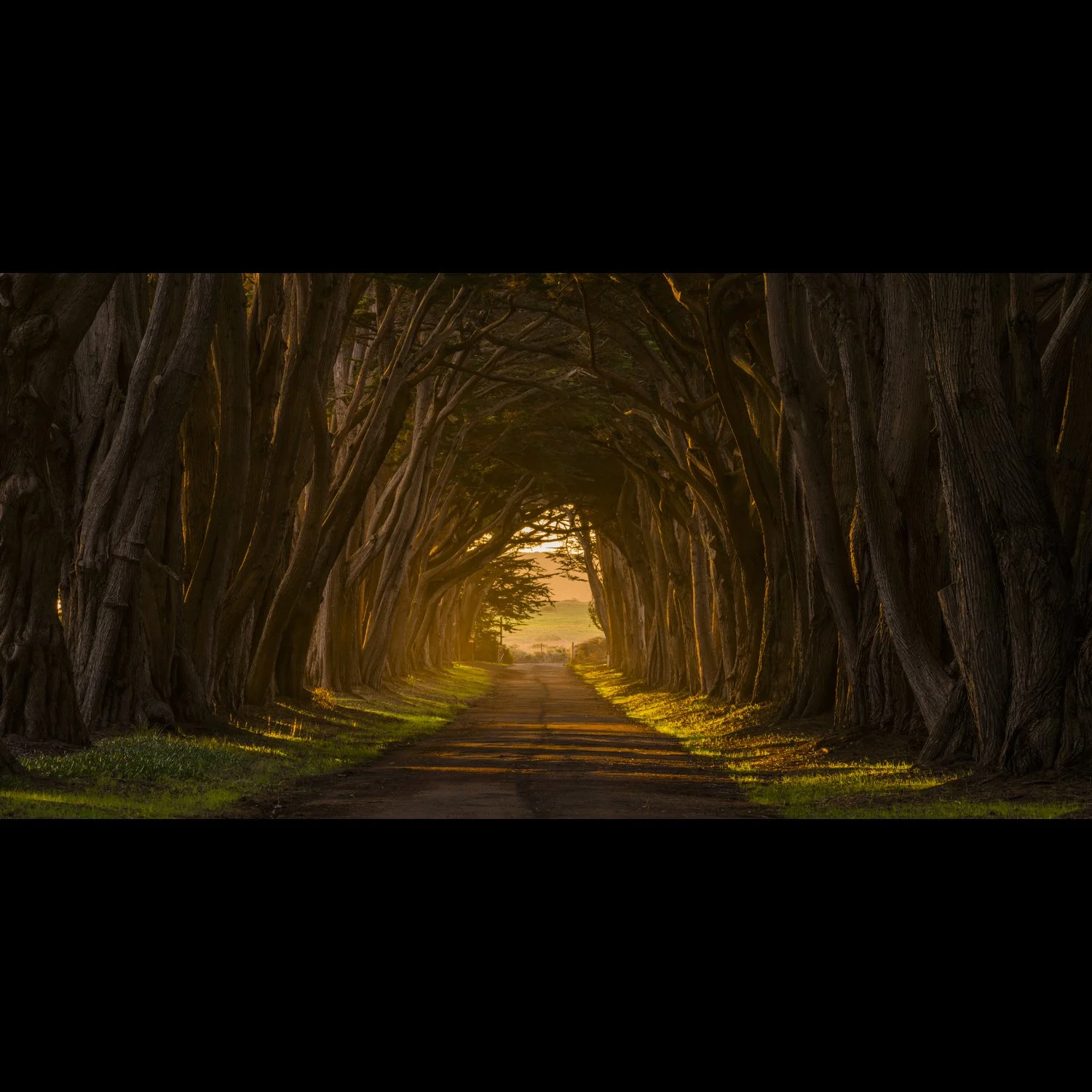 Cypress Tunnel-2.jpg