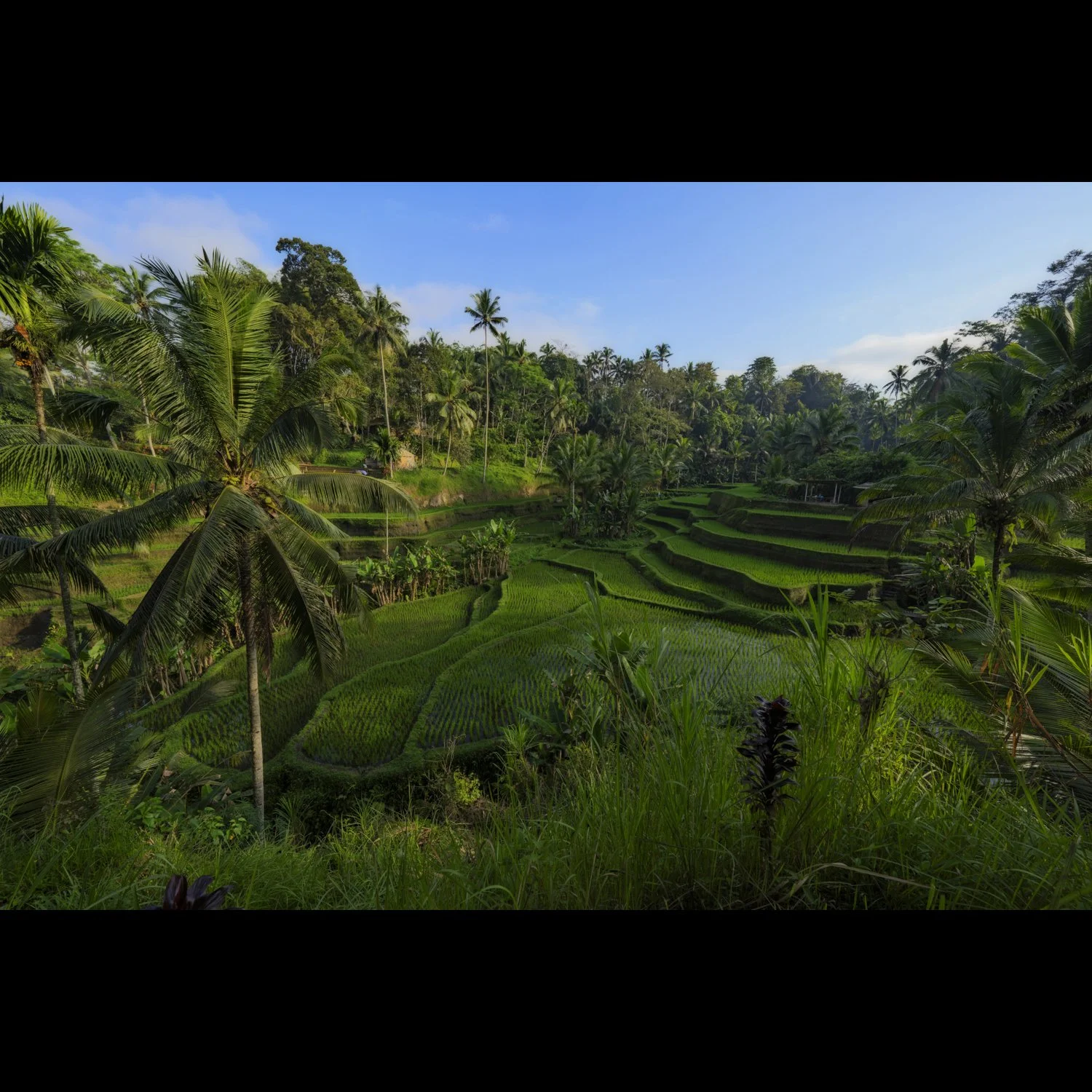 Tegalang Terracees 1.jpg